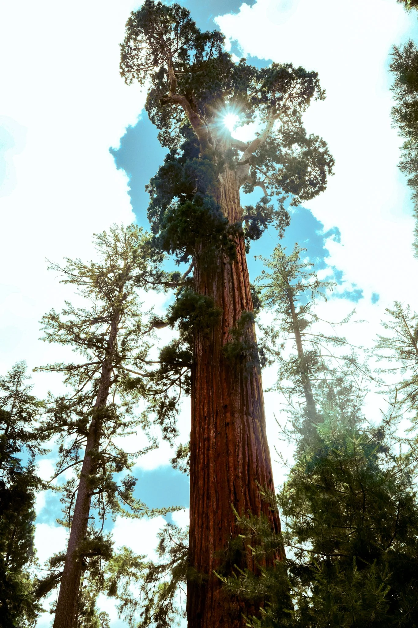 sequoia-039.jpg