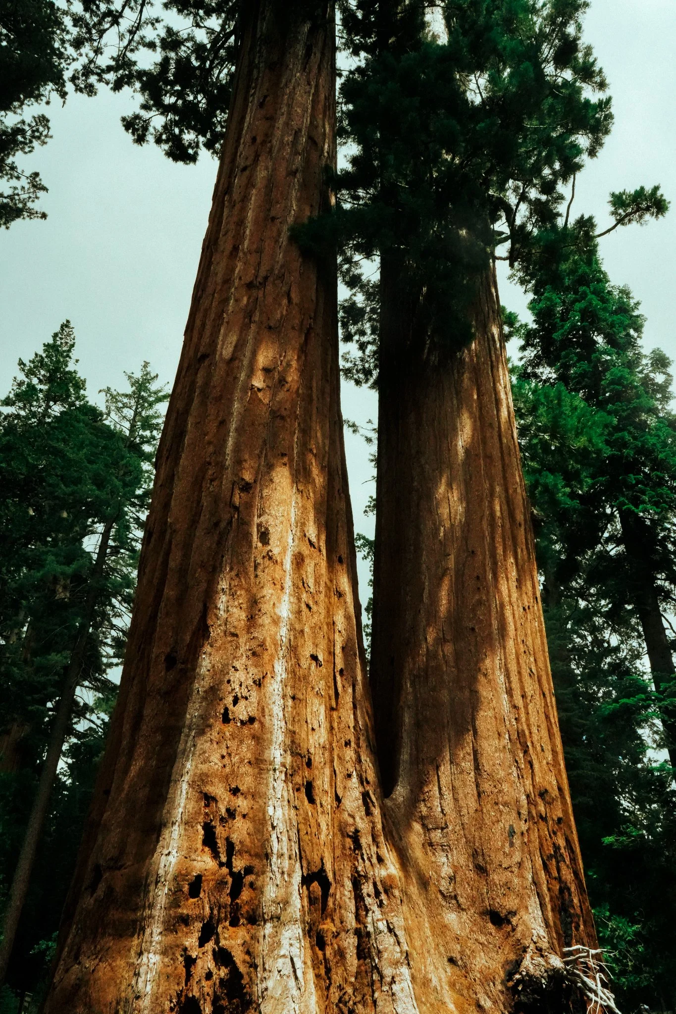 sequoia-028.jpg