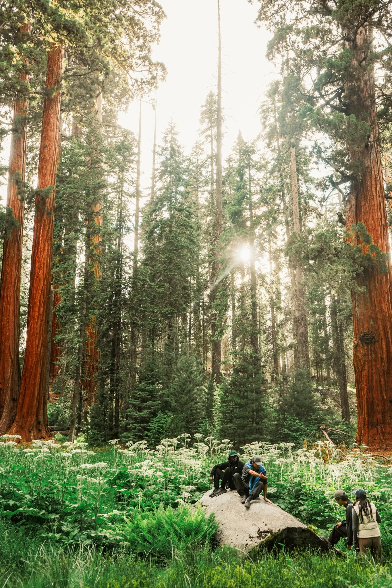sequoia-118.jpg