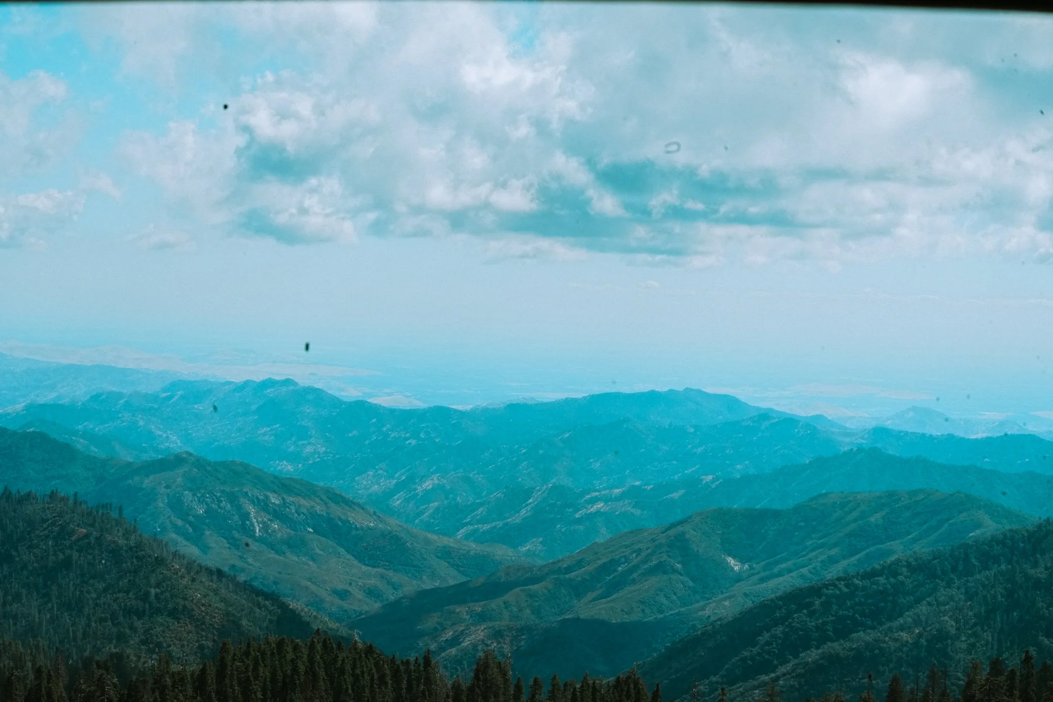 sequoia-082.jpg