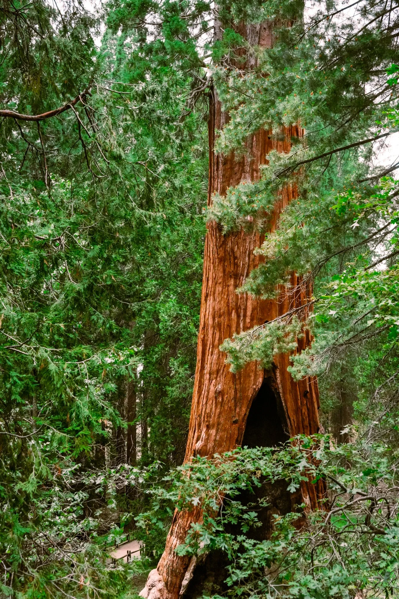 sequoia-045.jpg