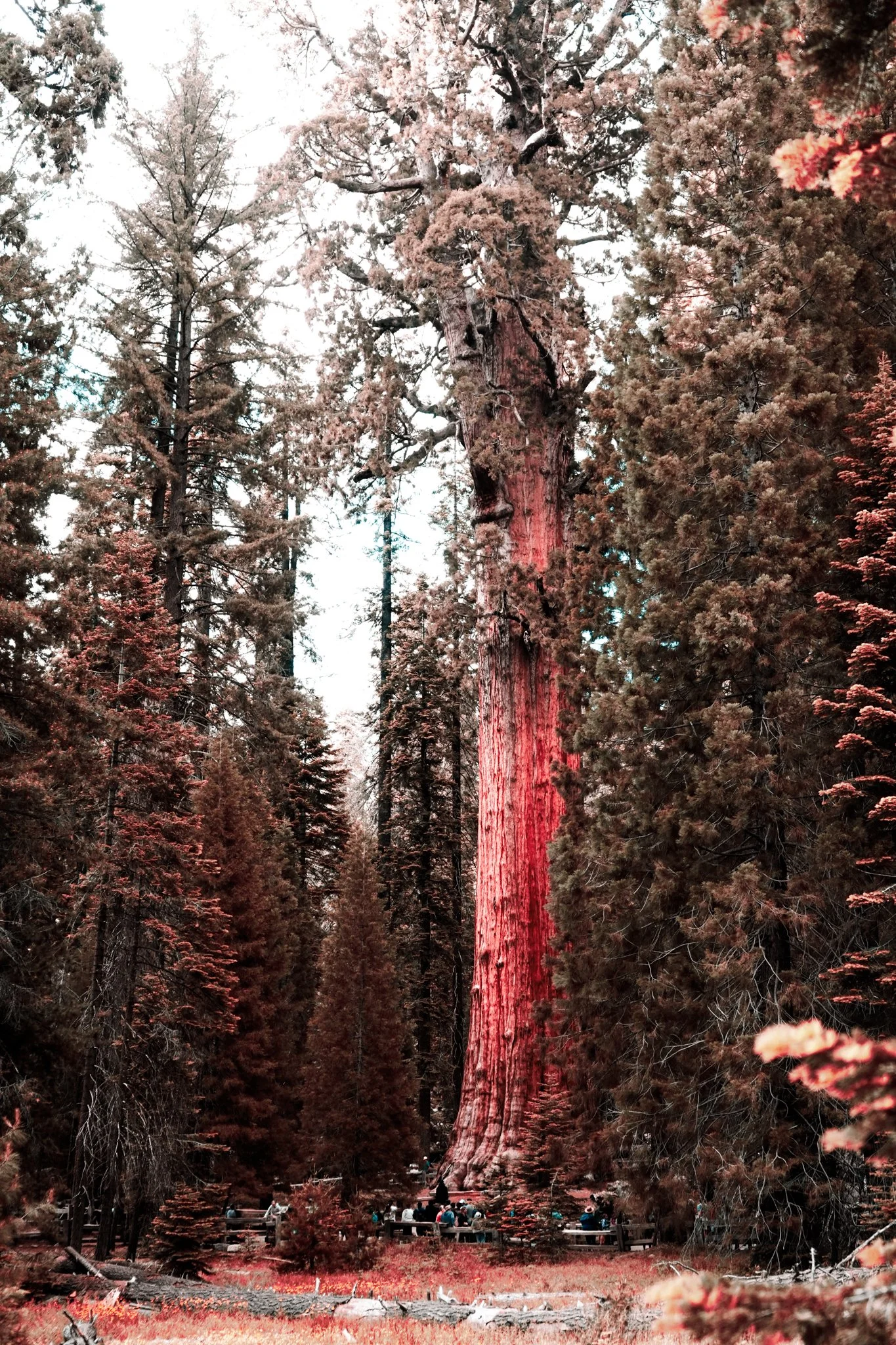 sequoia-102.jpg