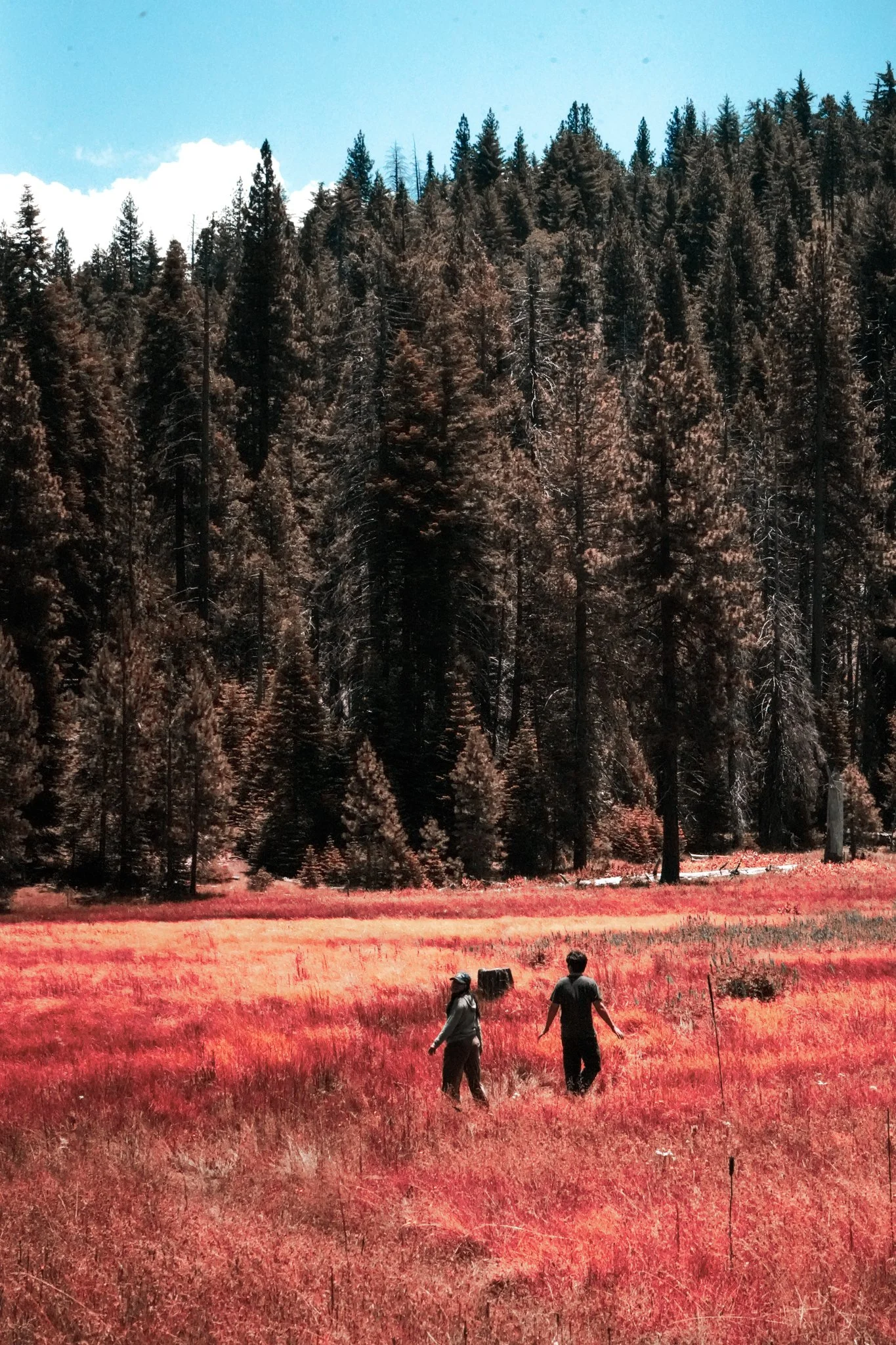 sequoia-163.jpg