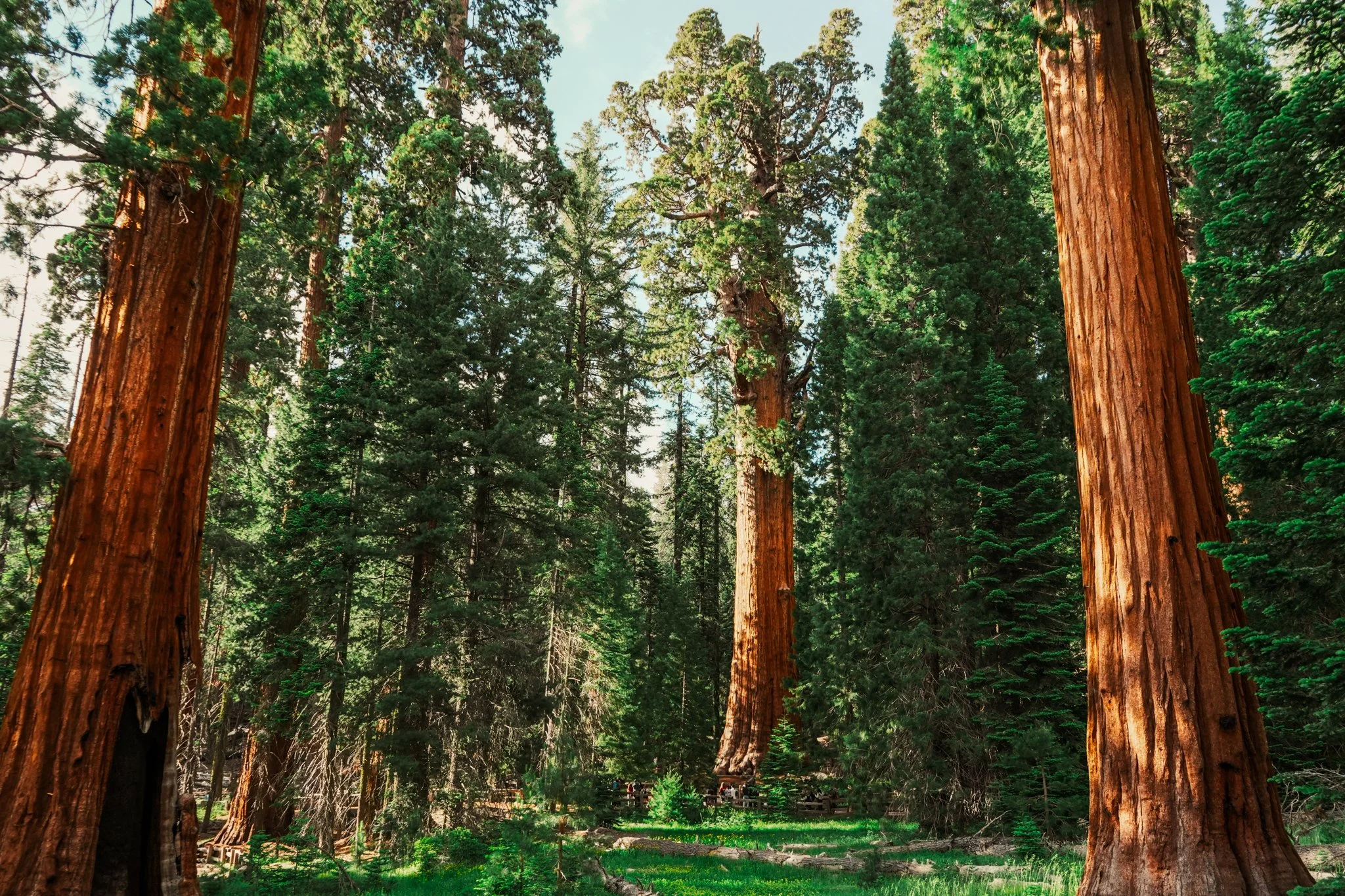 sequoia-109.jpg