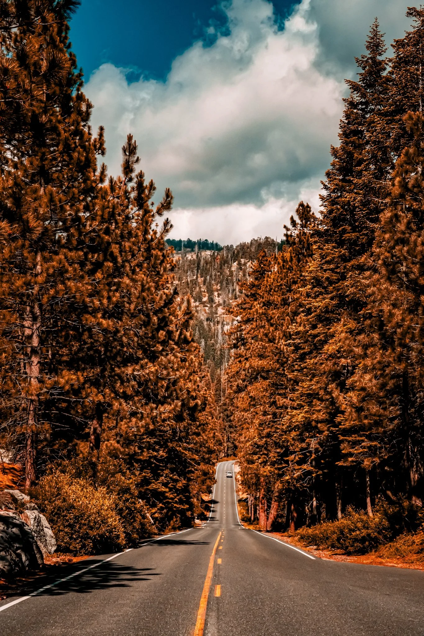 sequoia-076.jpg