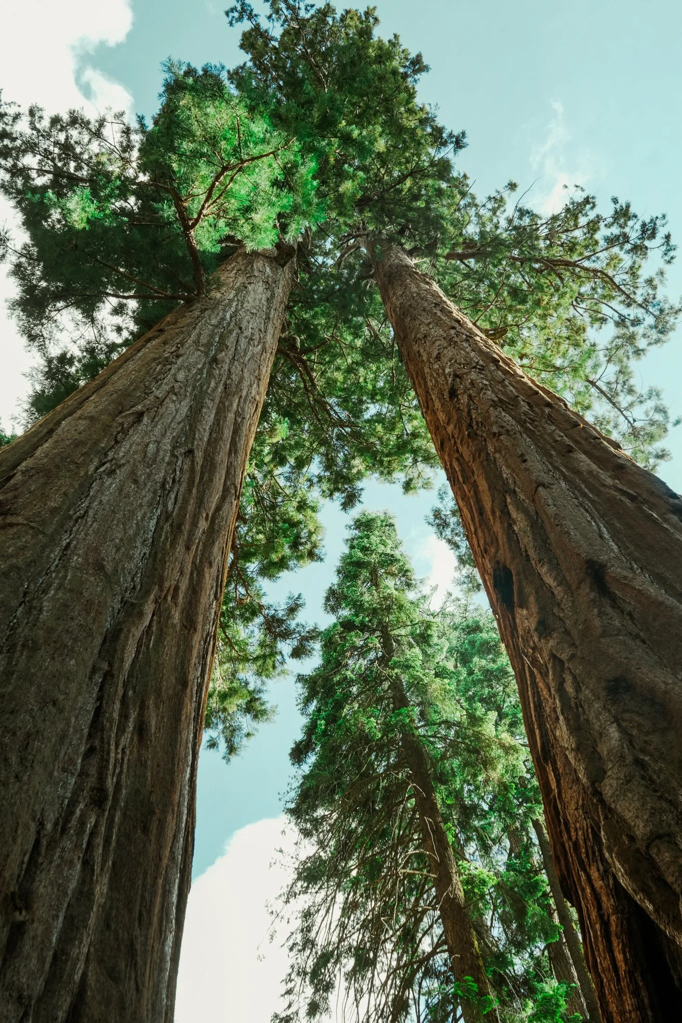 sequoia-093.jpg