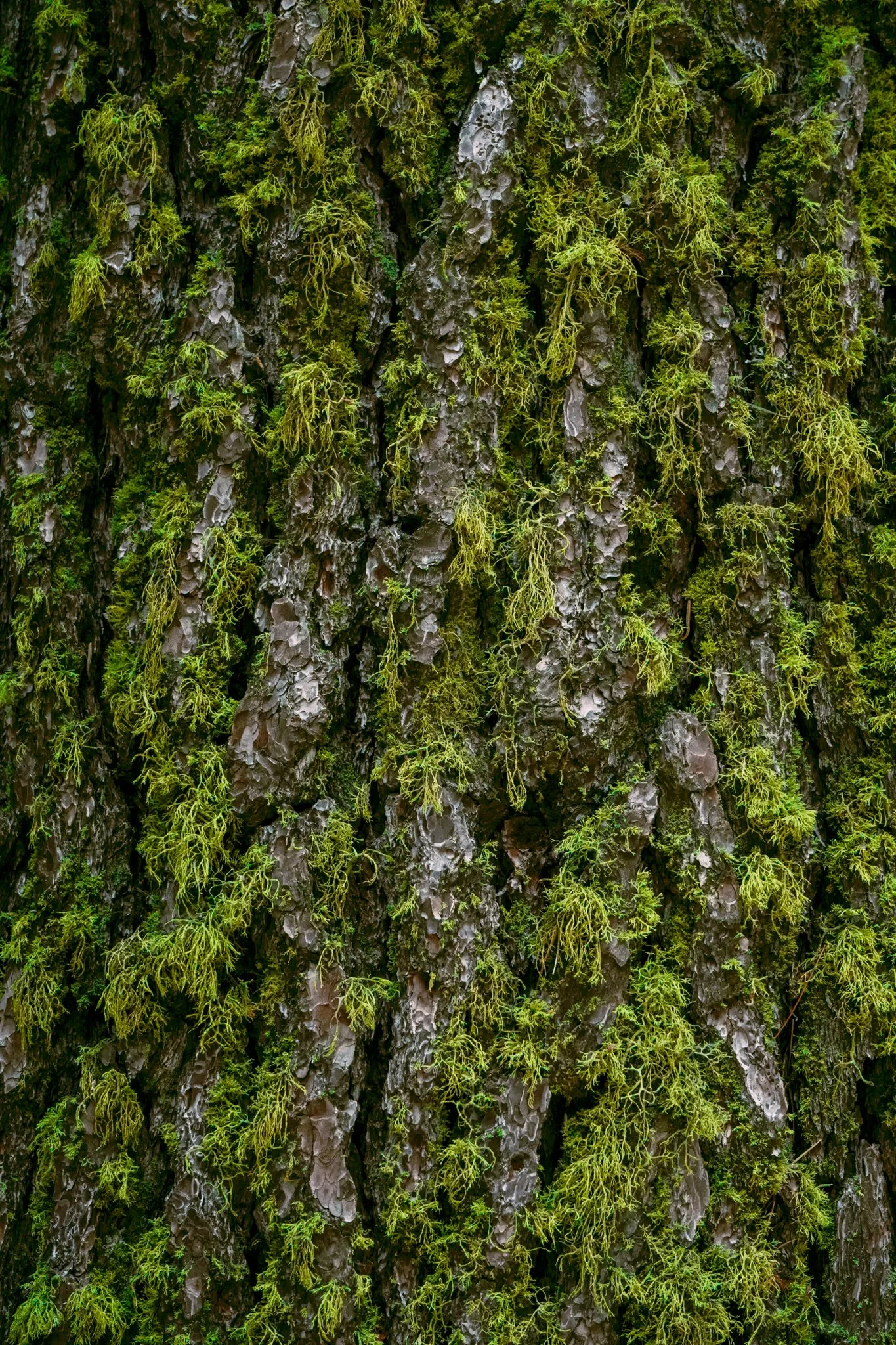 sequoia-046.jpg