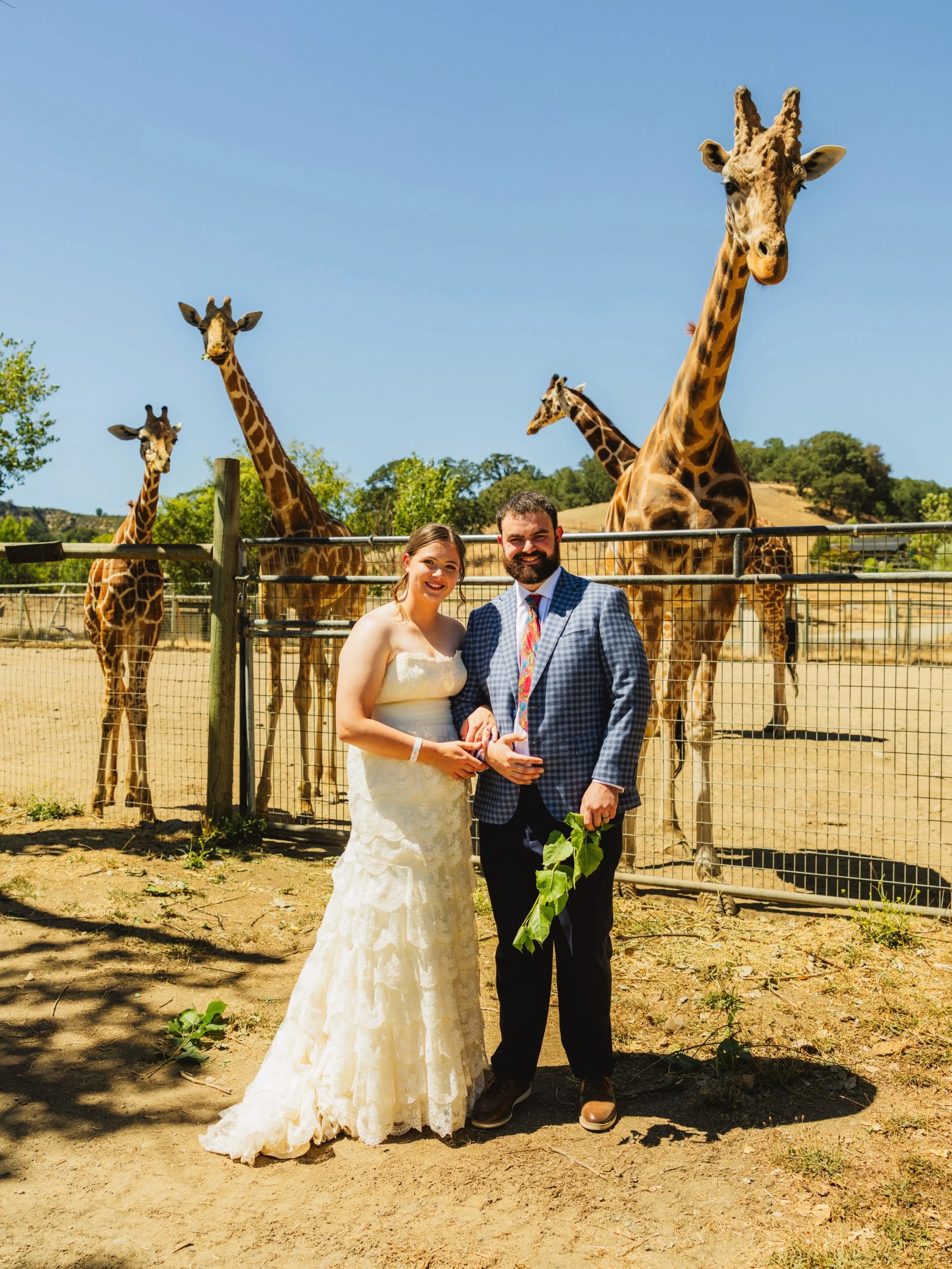 I don&rsquo;t know that I have a caption to match this one.
Not only was it a fantastic city hall wedding (morning is the way to go, fewer people), but who would&rsquo;ve thought that Safari West would be the place to have a reception?

That, of cour