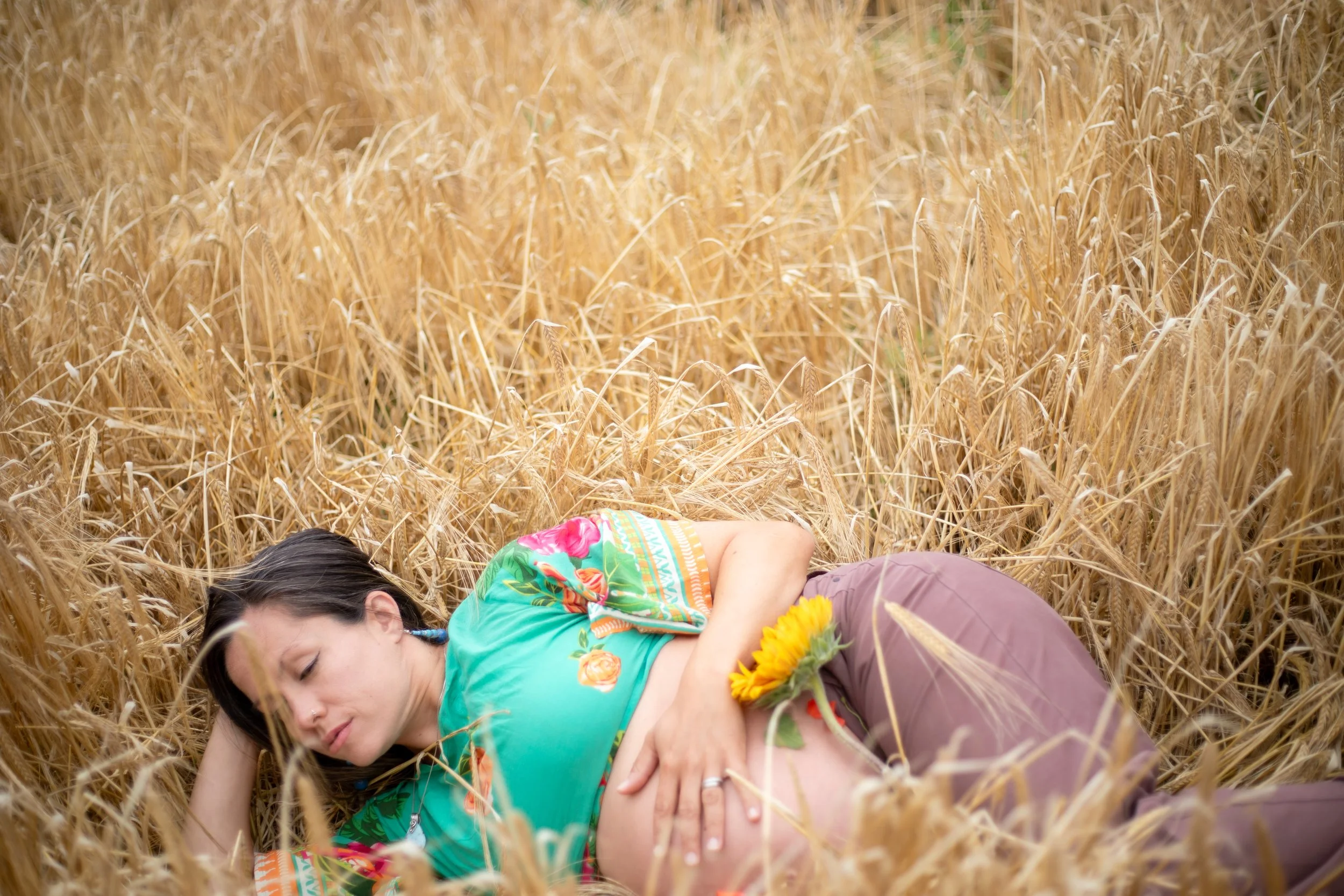 A pregnant woman lying in a golden wheat field, holding her belly with a sunflower resting on her stomach, wearing a colorful top and brown pants.