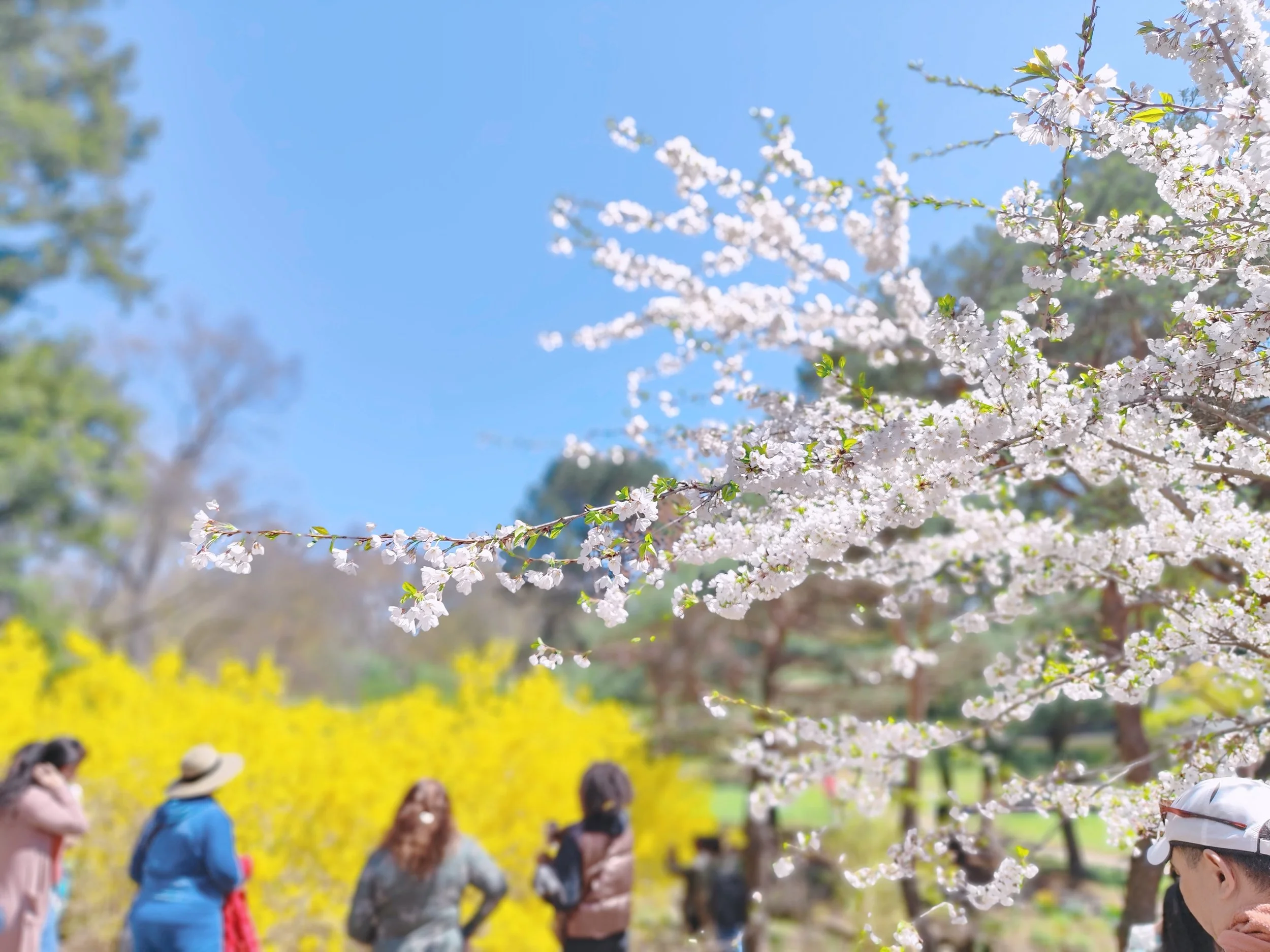 人间四月天——财富人生“赏樱快闪”圆满结束