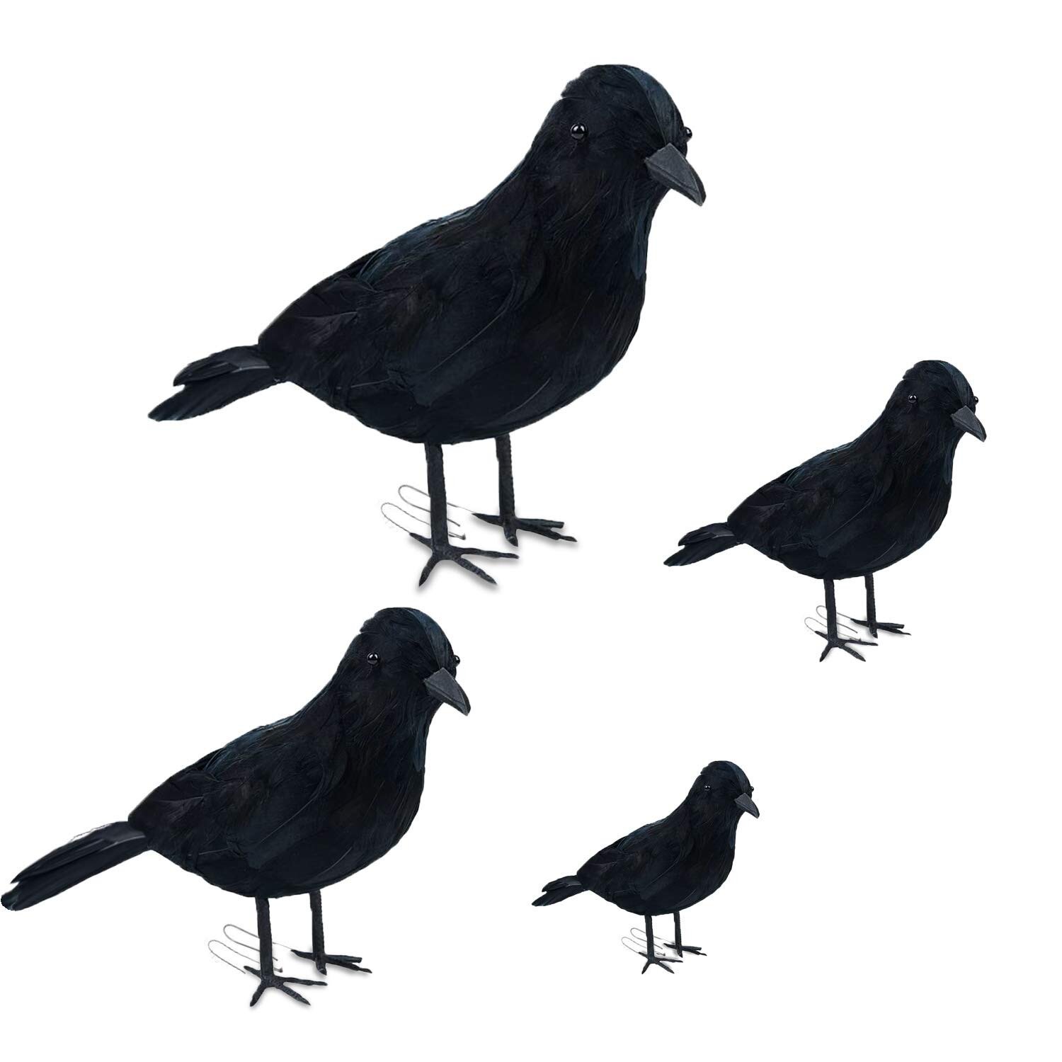 crows.JPG