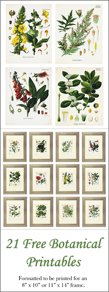 40+ Free Plant + Floral Printables for your Home — Gathered Living