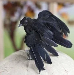 crow.jpg
