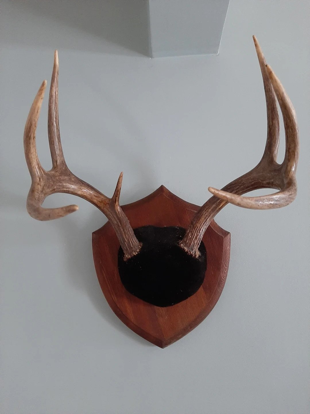 3 Point Deer Antlers Mounted on a Wood Plaque. Dated 1990. - Etsy