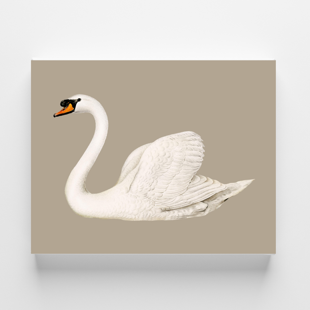 その他 SWAN SWAN Sleelm 1687wm__94205.1713405932.386.