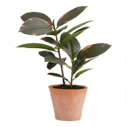 plant 2.jpeg