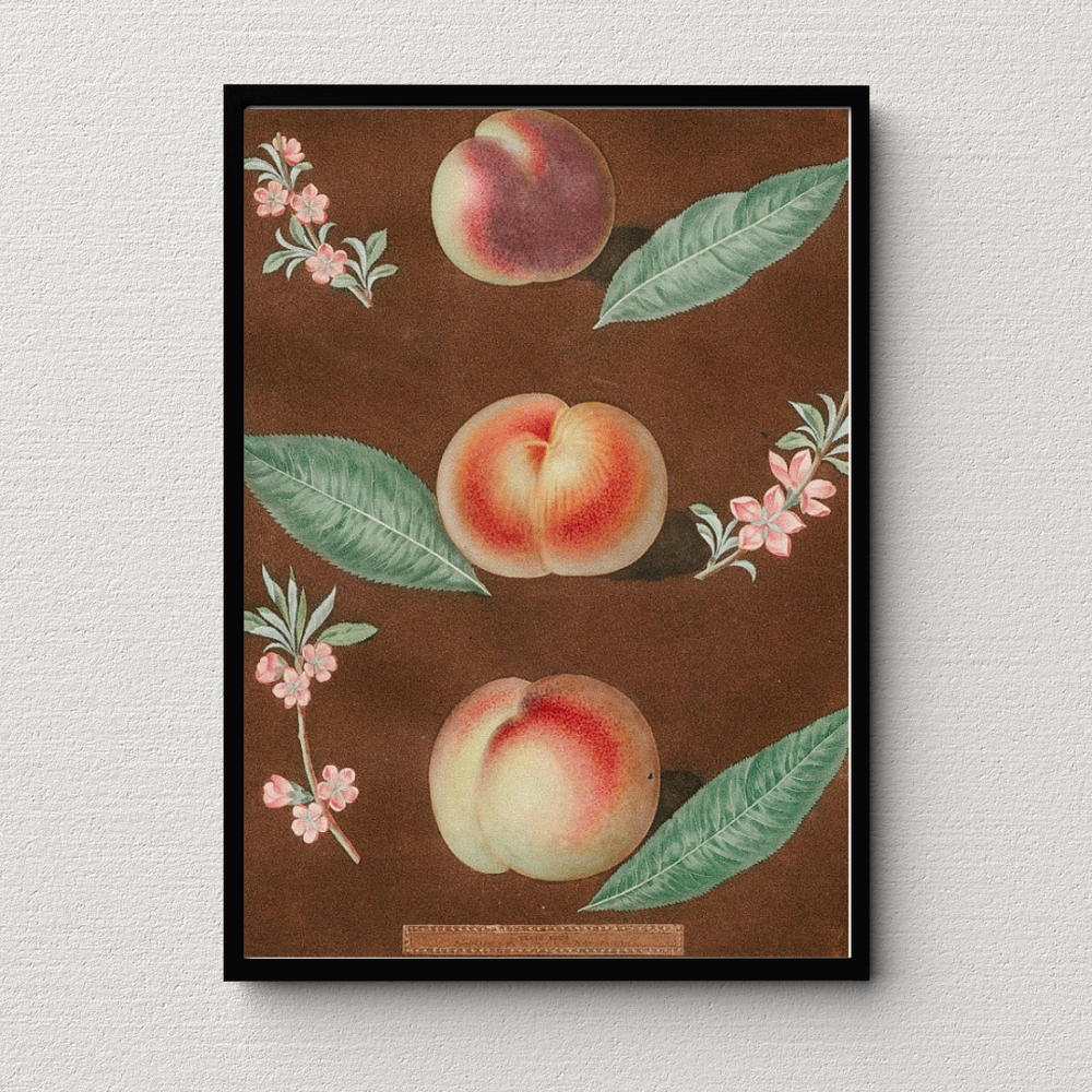 Peach Botanical Print — Gathered Living