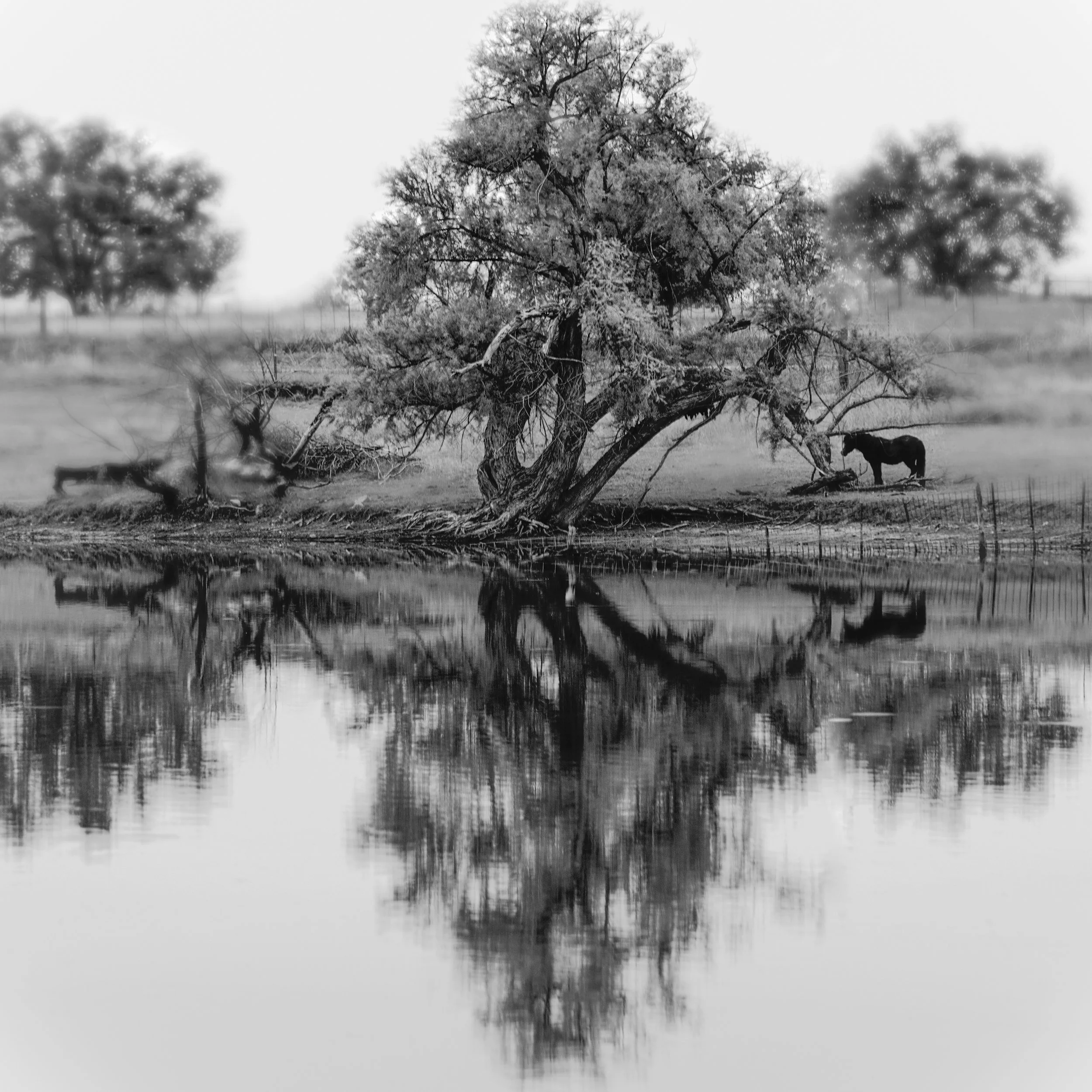 Monochrome