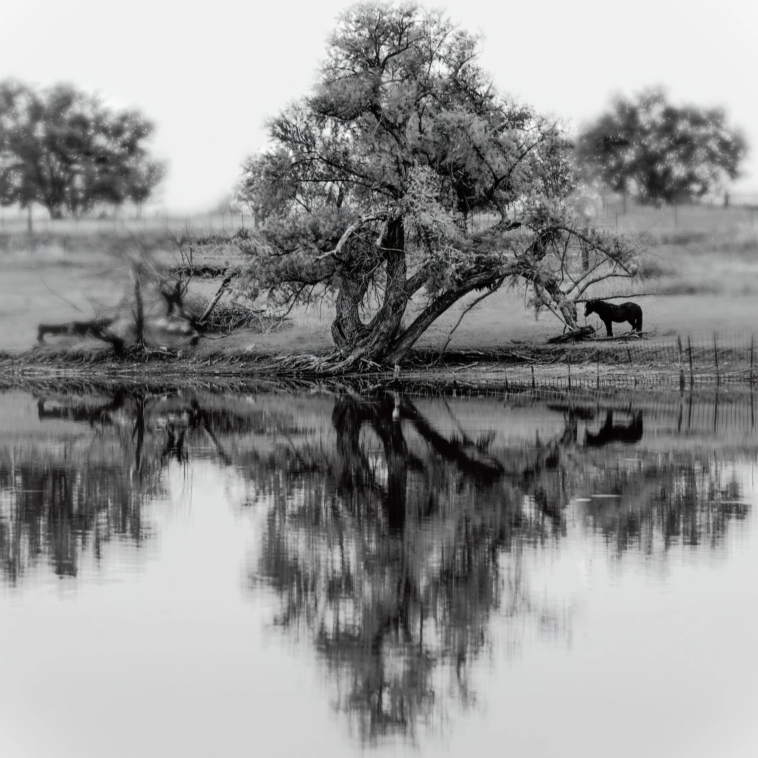 Reflecting Pony