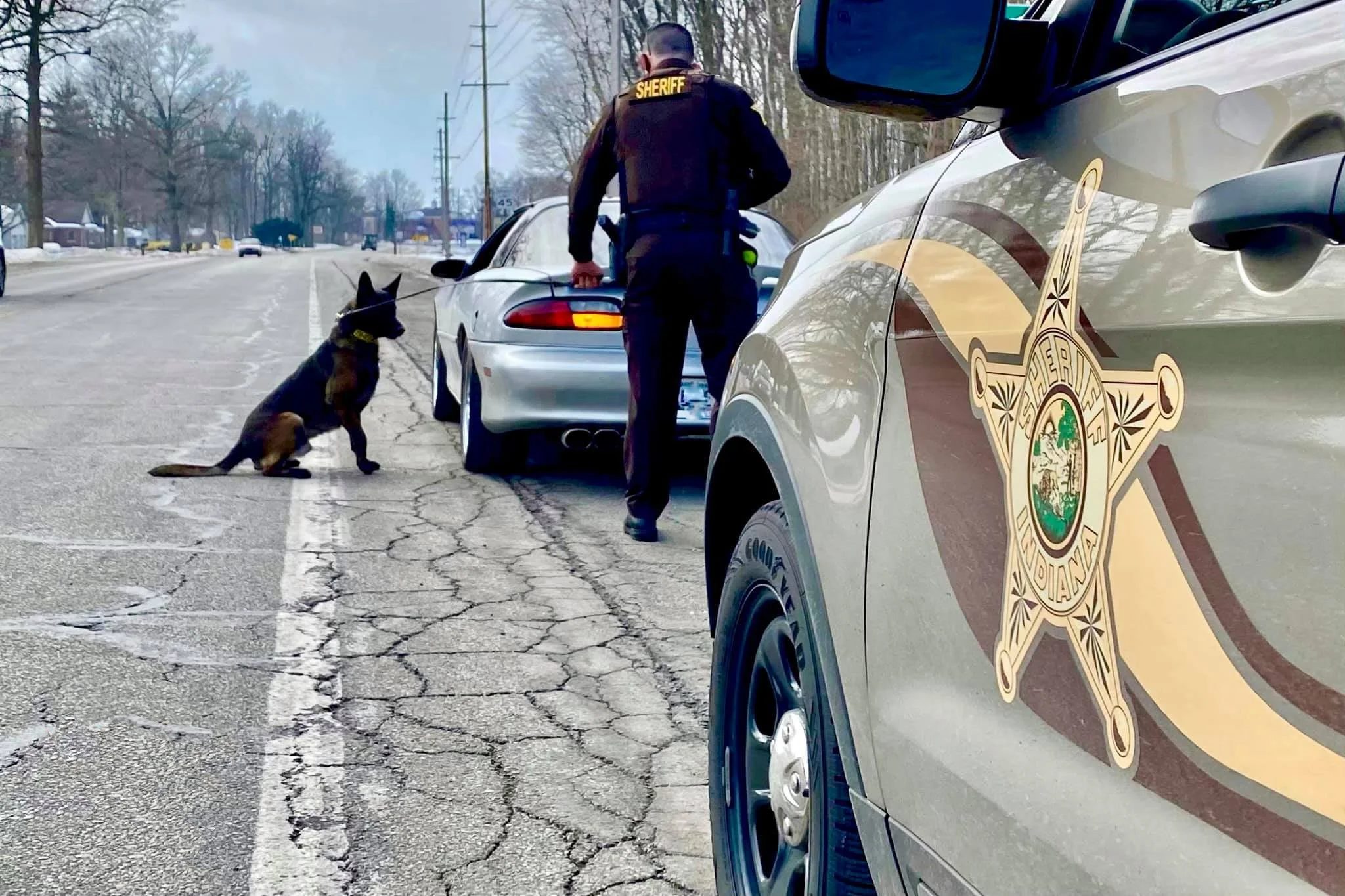 K9.jpg