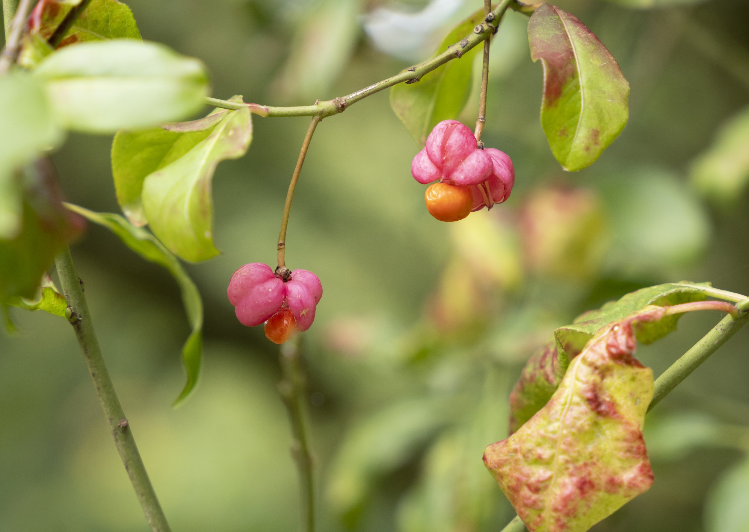 Autumn - Spindle Tree seeds.