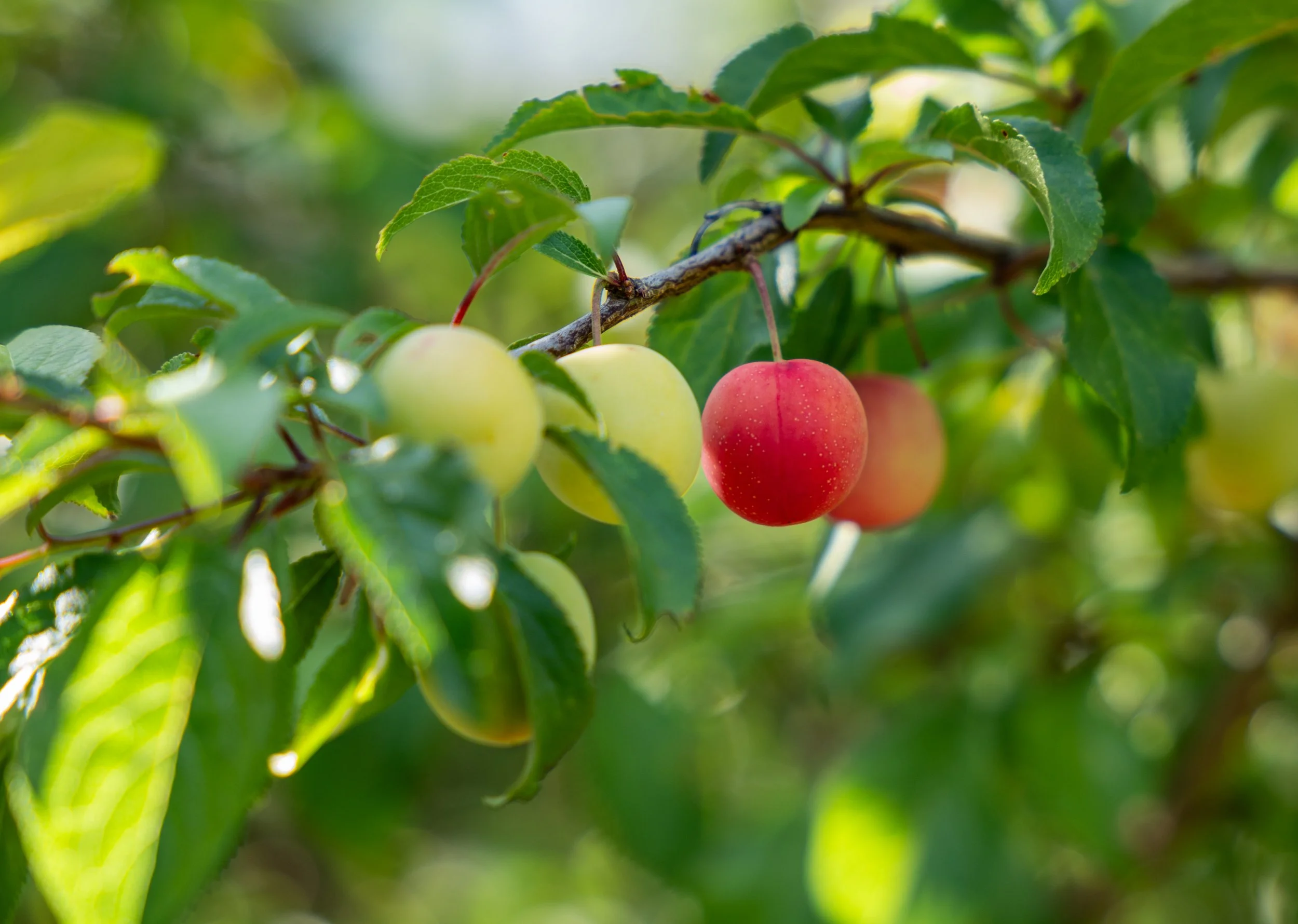 Cherry Plum B.jpg