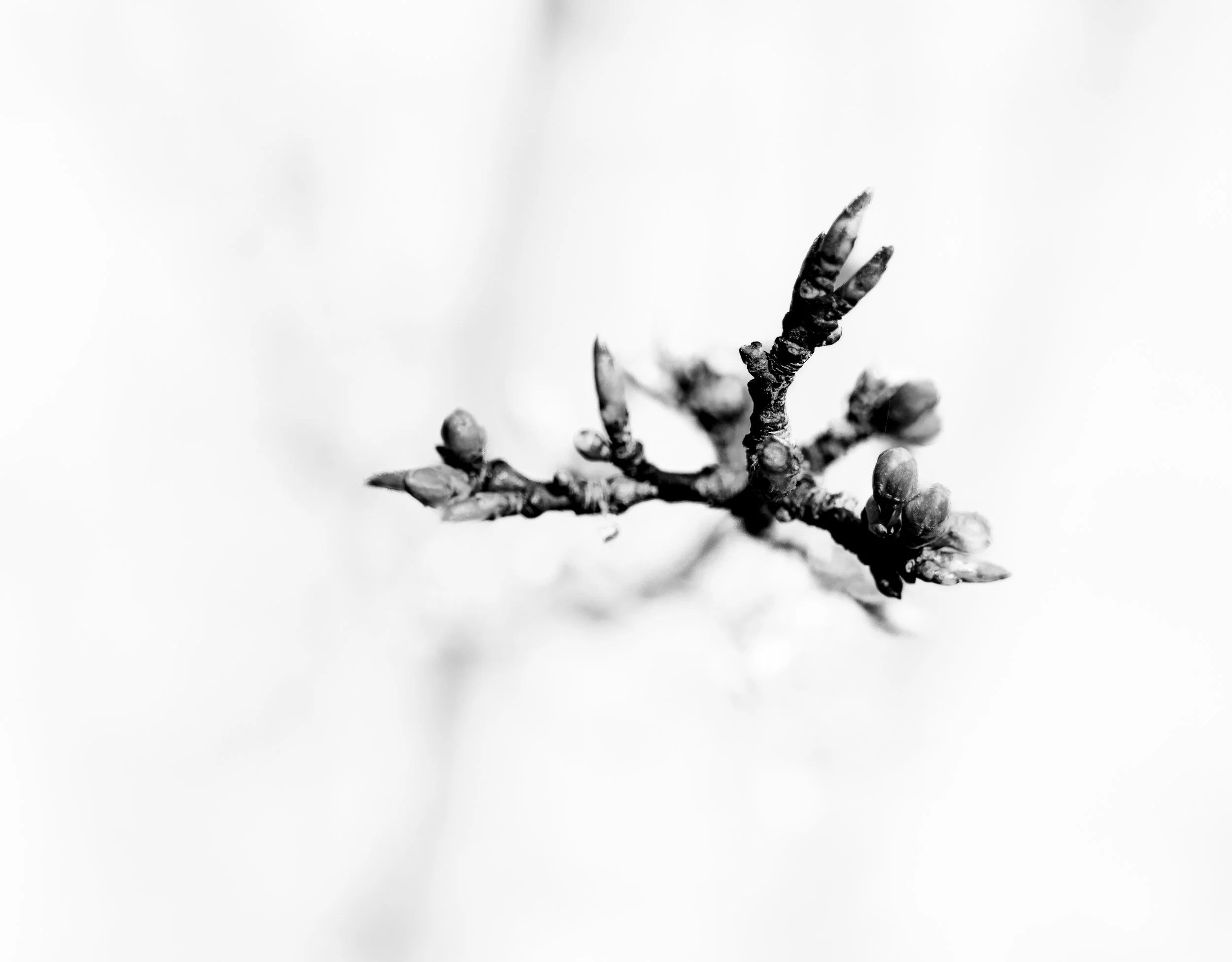 Still life black and white image of artichoke, sunflower and pumpkins