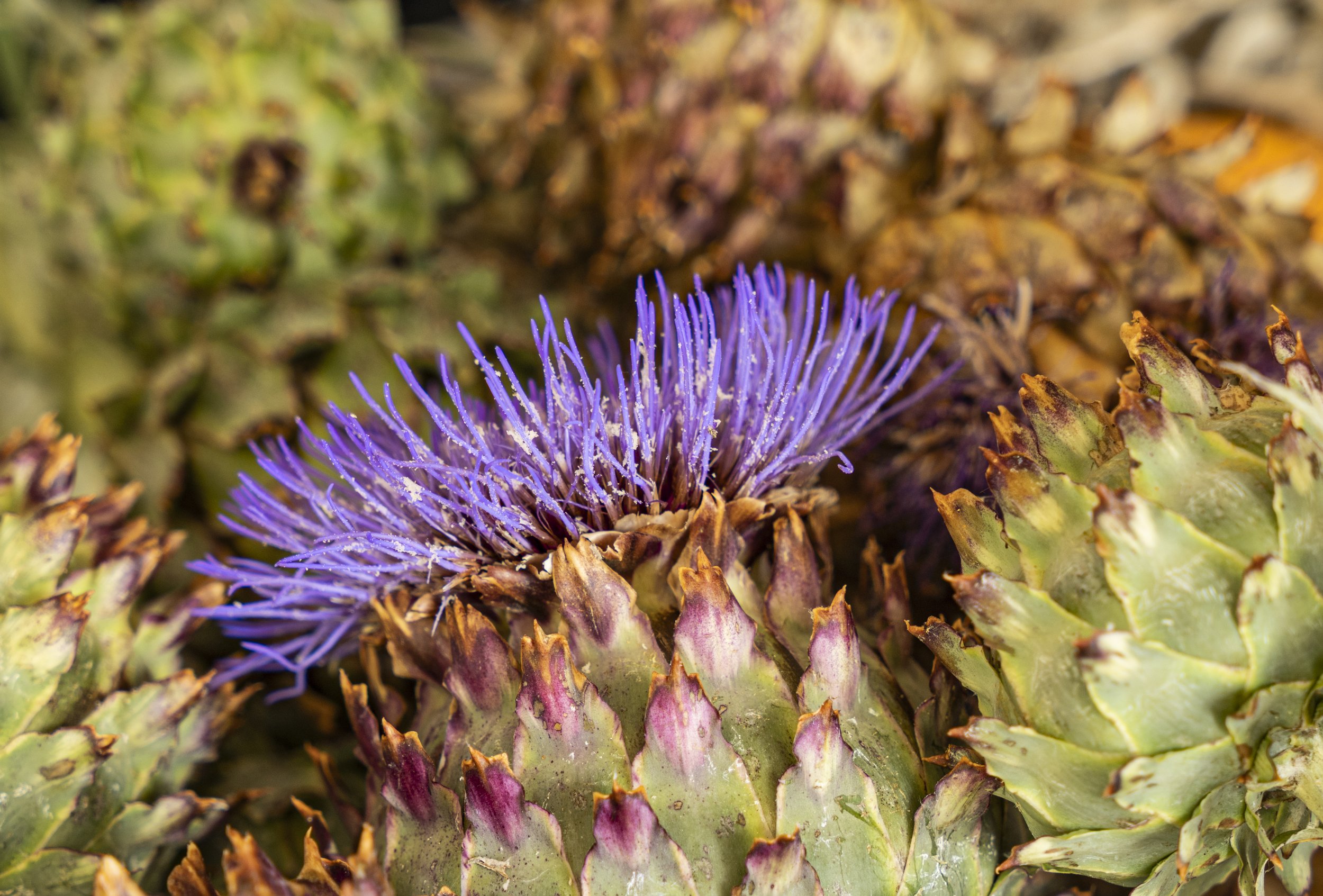 Cardoon Artichoke Thistle
