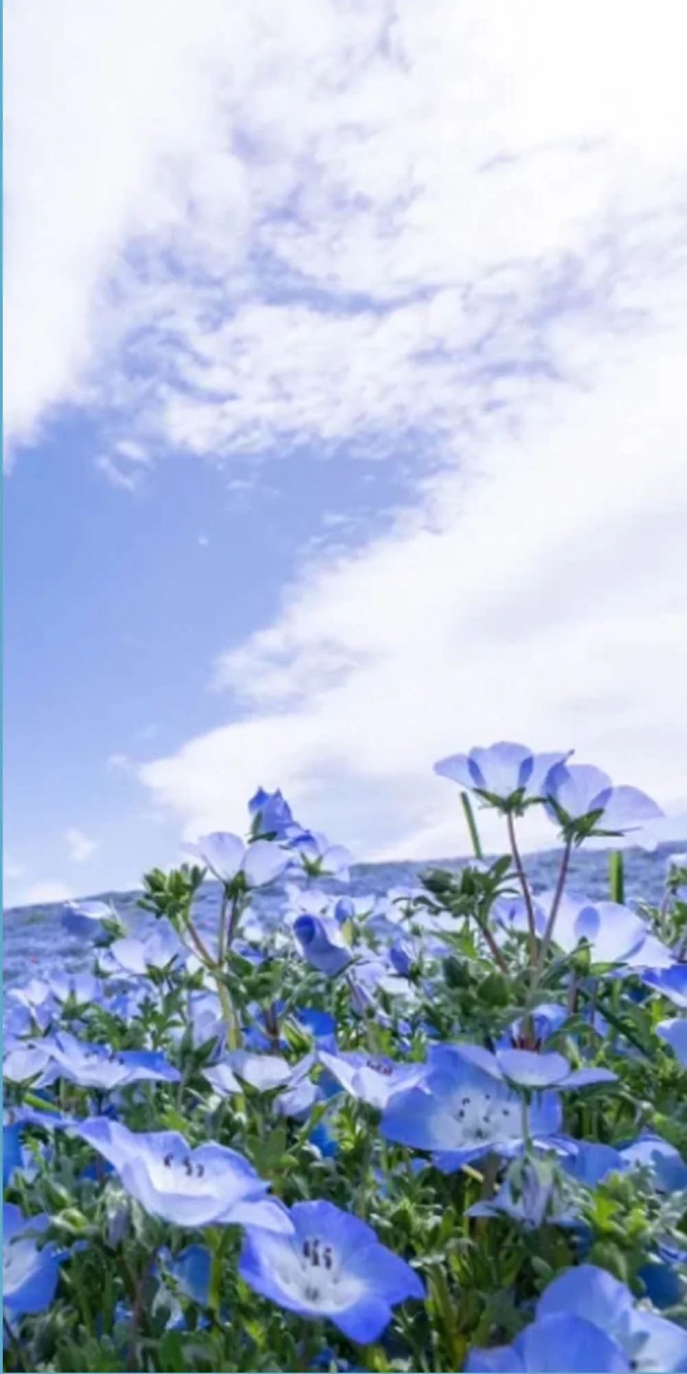 kyotoflower.jpg