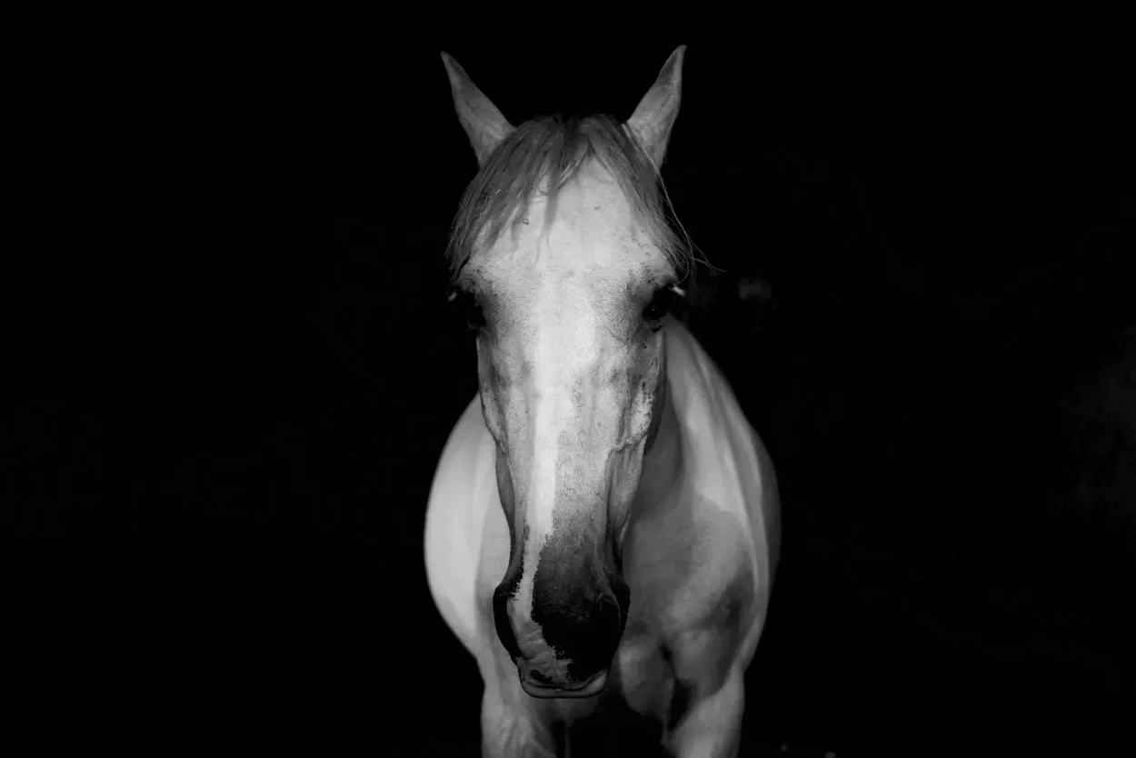 A white horse in void of black.