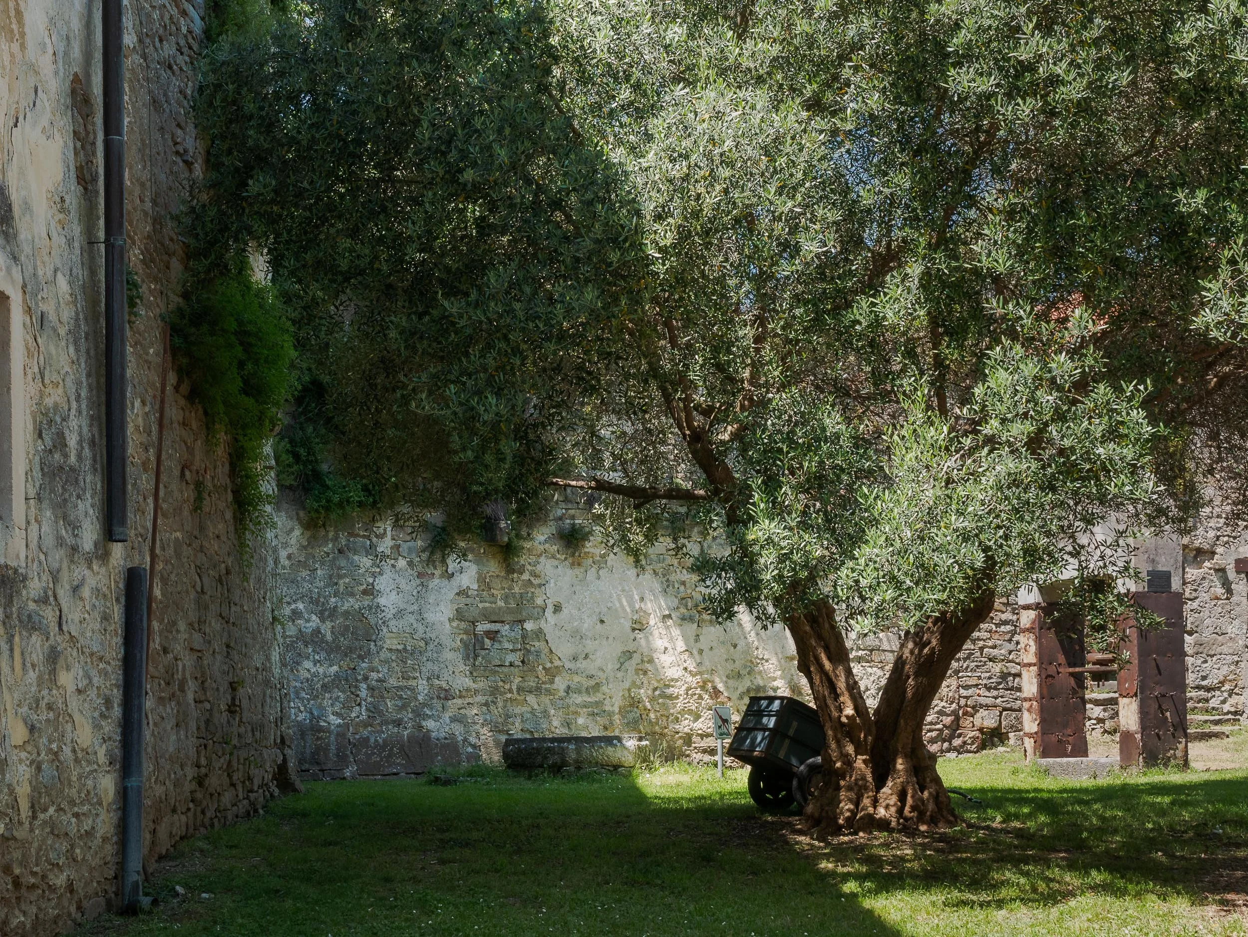 12-260520-302_Istria--SqSp.jpg