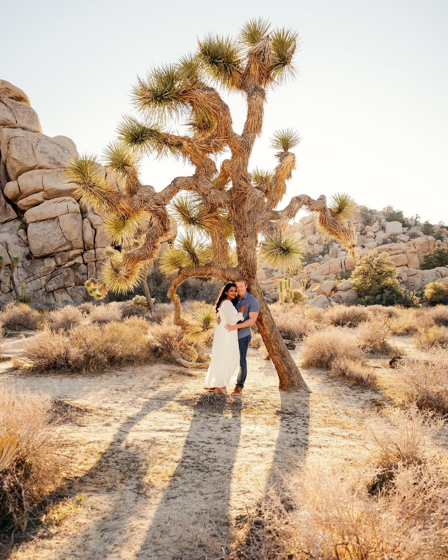 Have you been in Joshua Tree National Park? And what about with a photographer? 🤩 

#joshuatreenationalpark #losangelesphotographer #socalphotographer #longbeachphotographer #palmspringsphotographer #riversidephotographer #ocphotographer #laphotogra