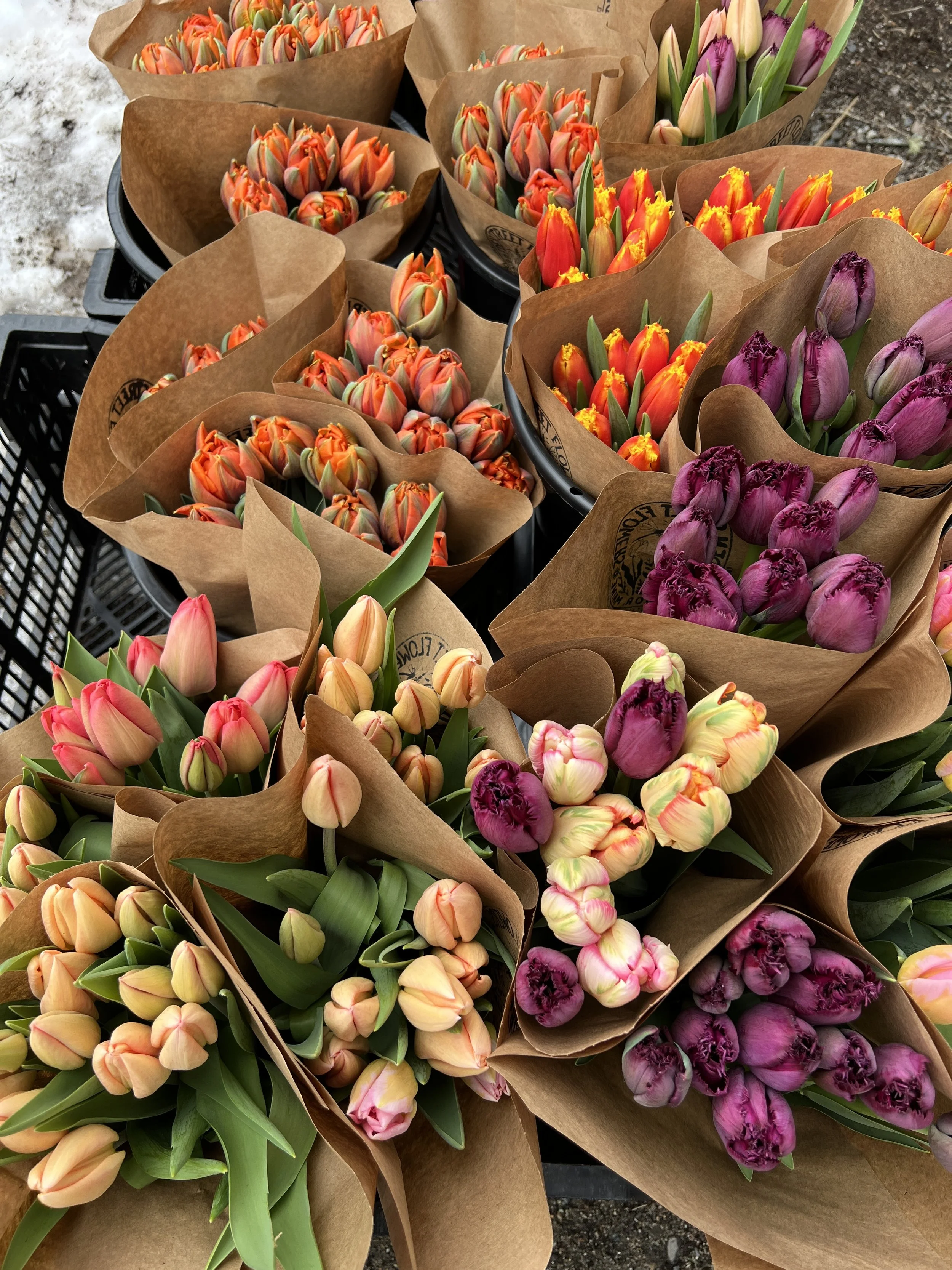 WINTER 2025 Tulip CSA subscription 10-week, mulitple pick up locations