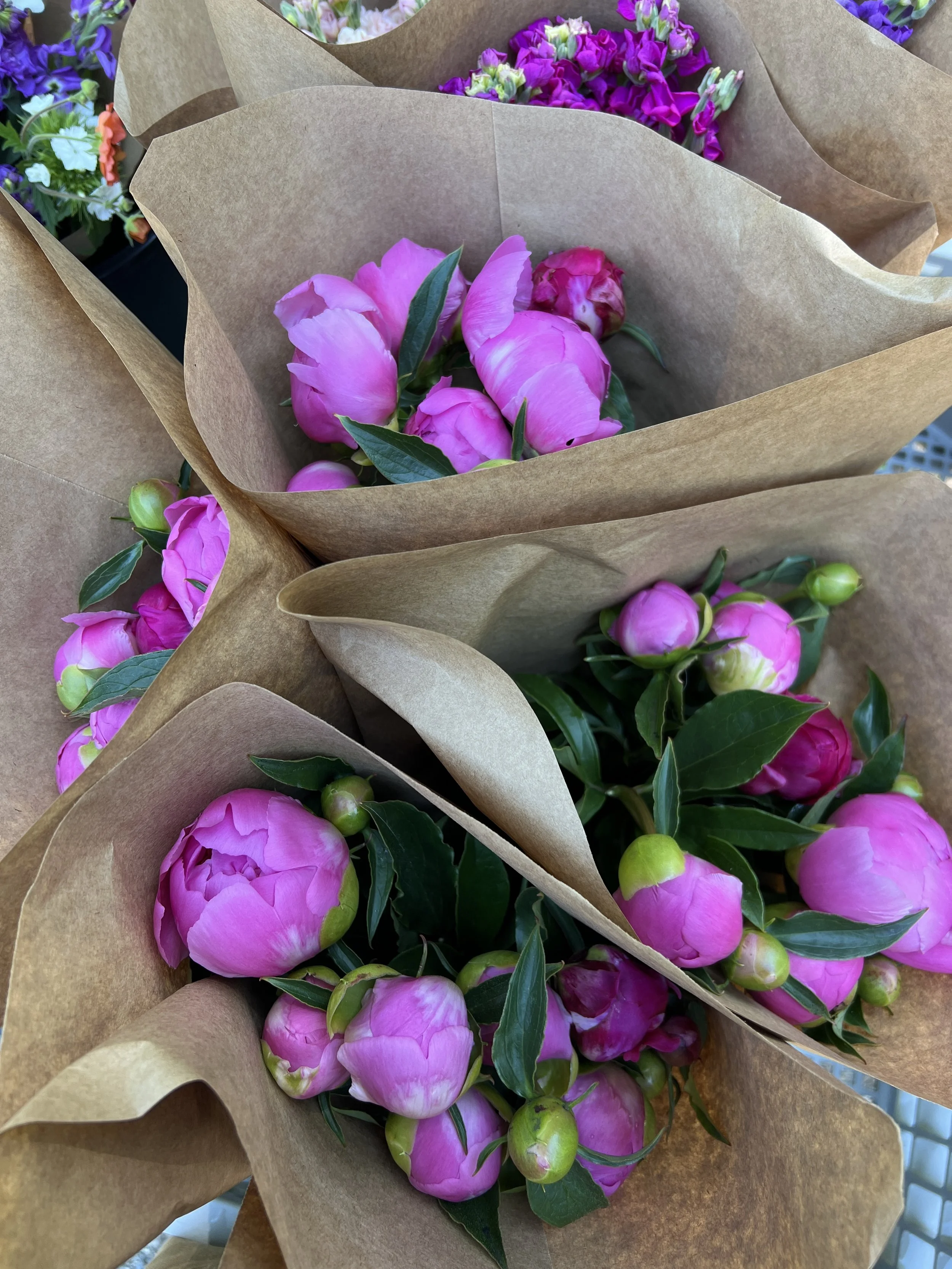Peony, bouquet
