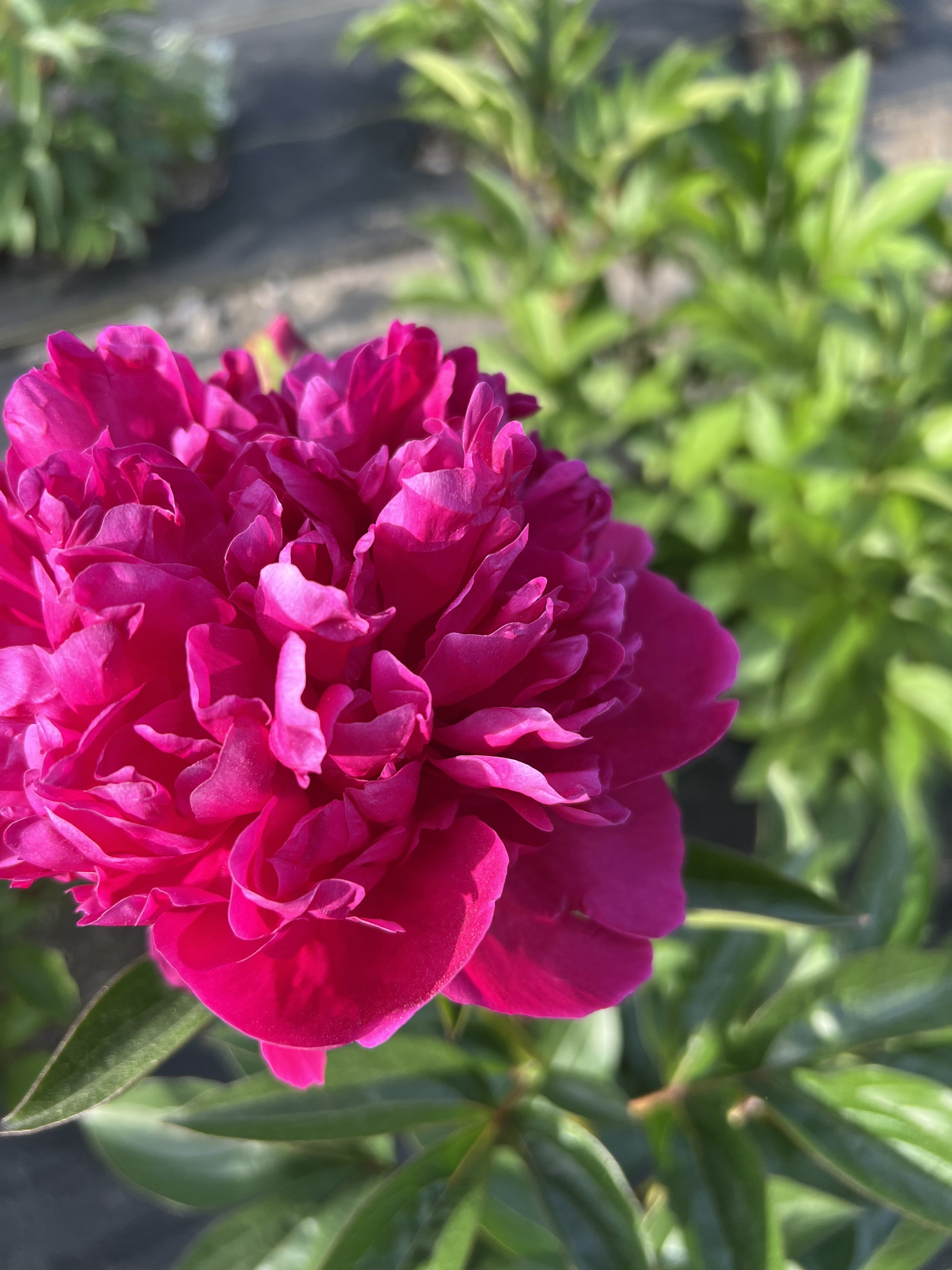 IMG_9088.jpeg