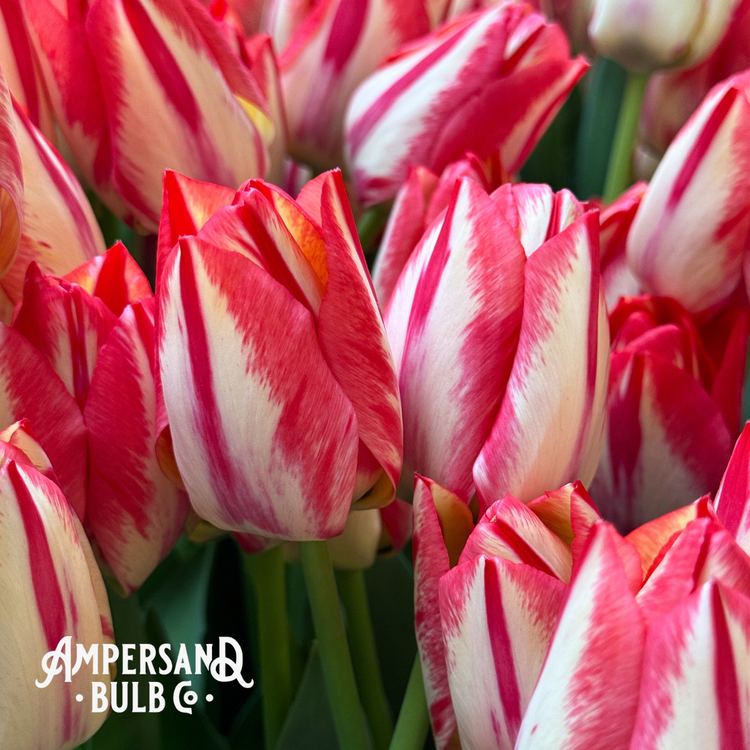 Tulip Spryng Break, 25 bulbs