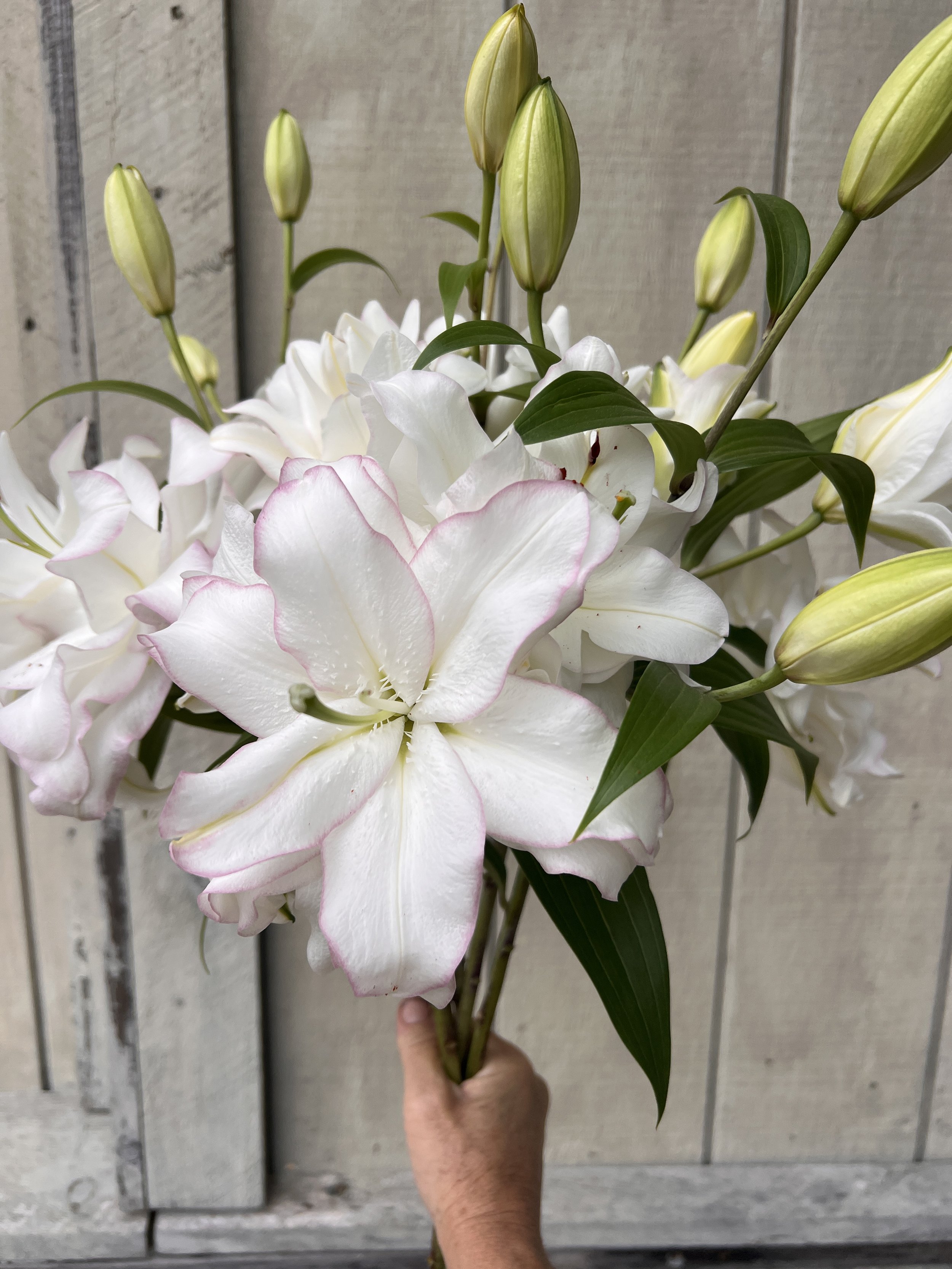 JULY -Lily Bouquet, FRAGRANT, photos reflect current inventory