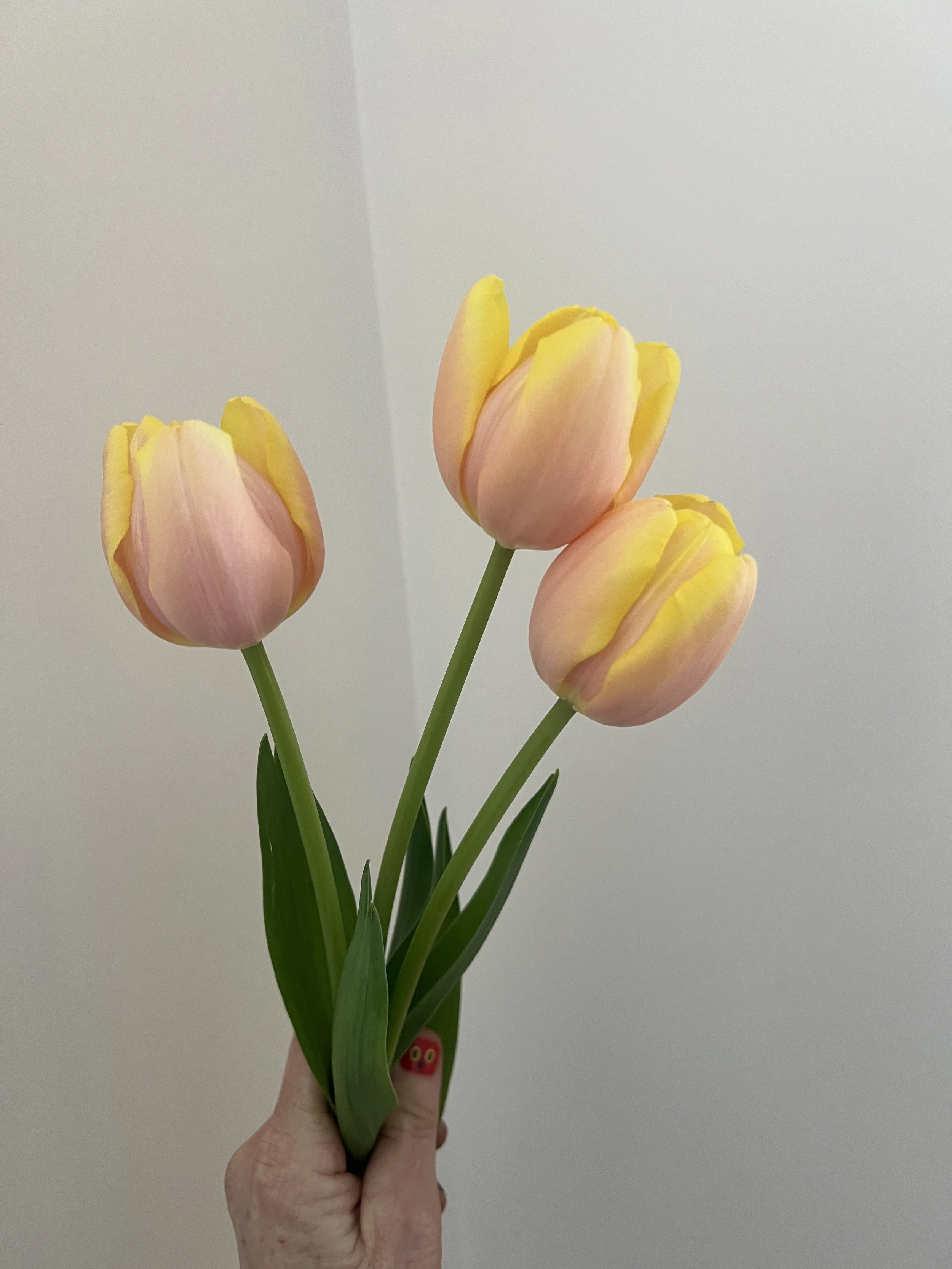 Tulip Mango Charm, 25 bulbs