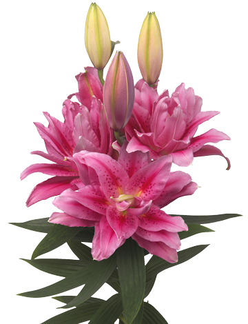 Roselily_Viola_1-medium_360.png