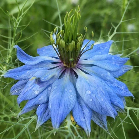 nigella fb.webp