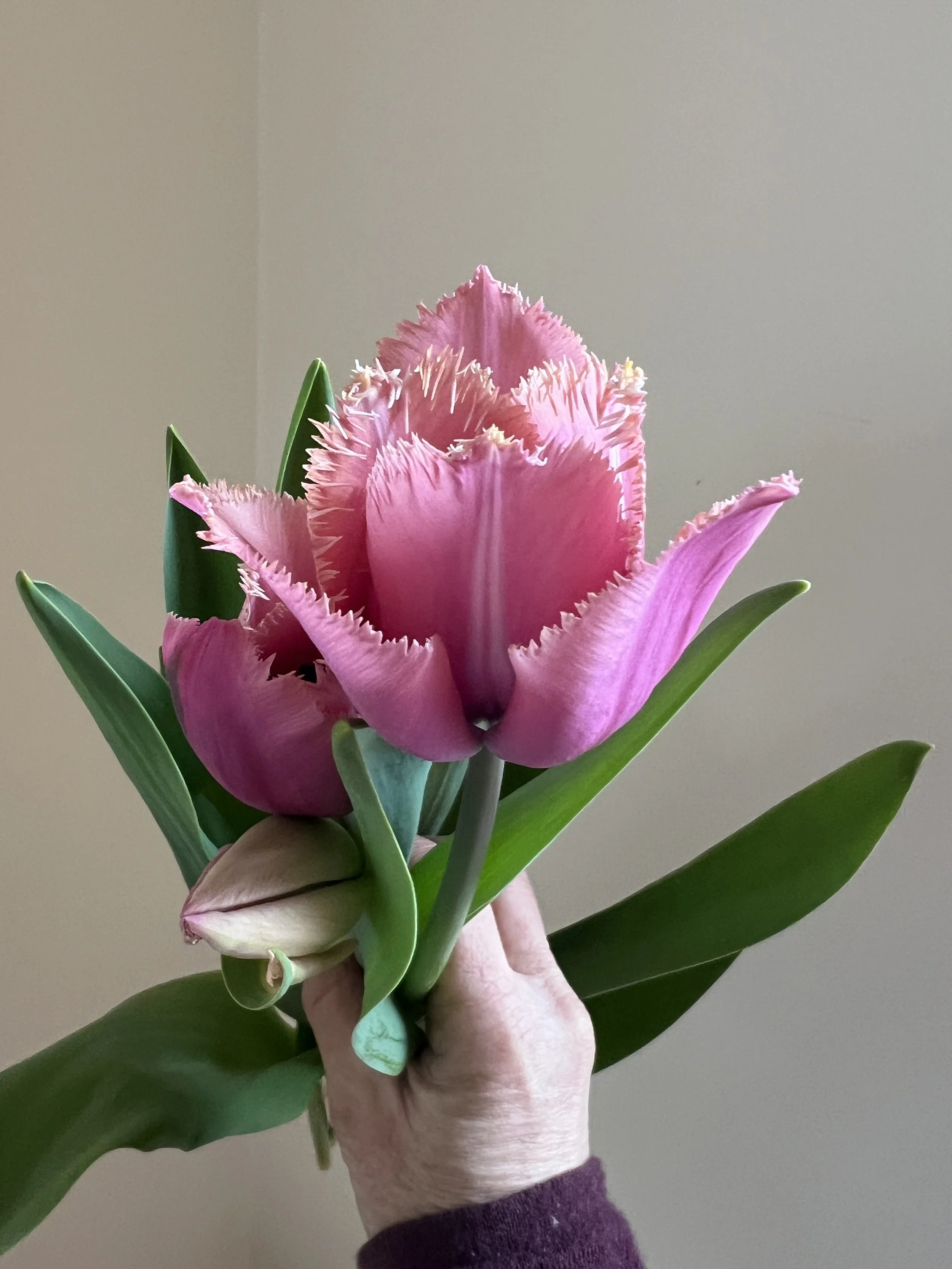 Tulip Louvre, 25 bulbs