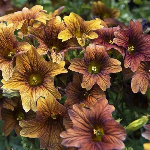551560-salpiglossis-sinuata-cafe-au-lait_960x_crop_center.webp