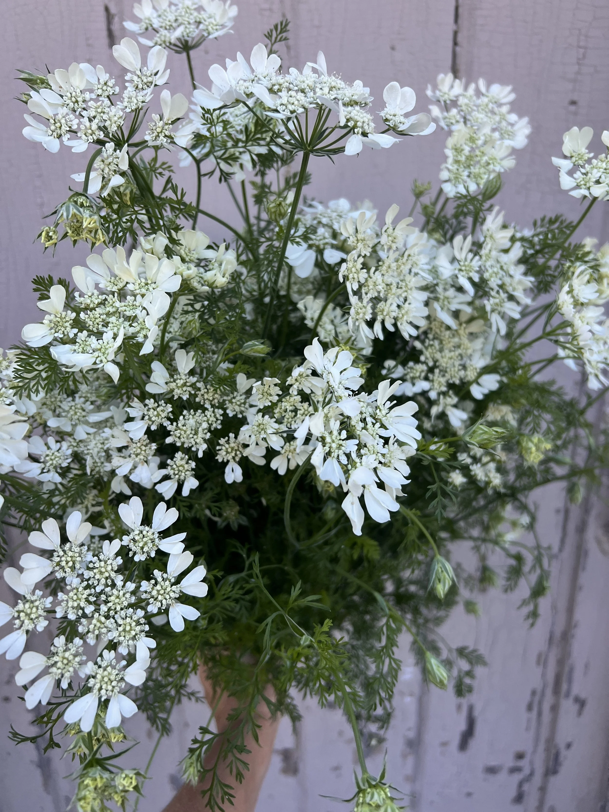 September - Seasonal Orlaya bouquet