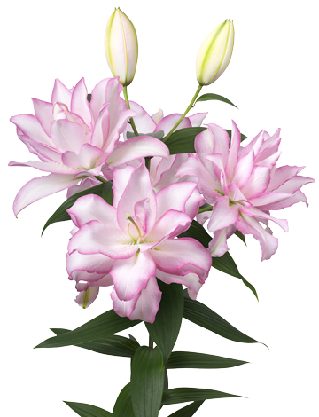 Roselily_Anouska_1-medium_360.png