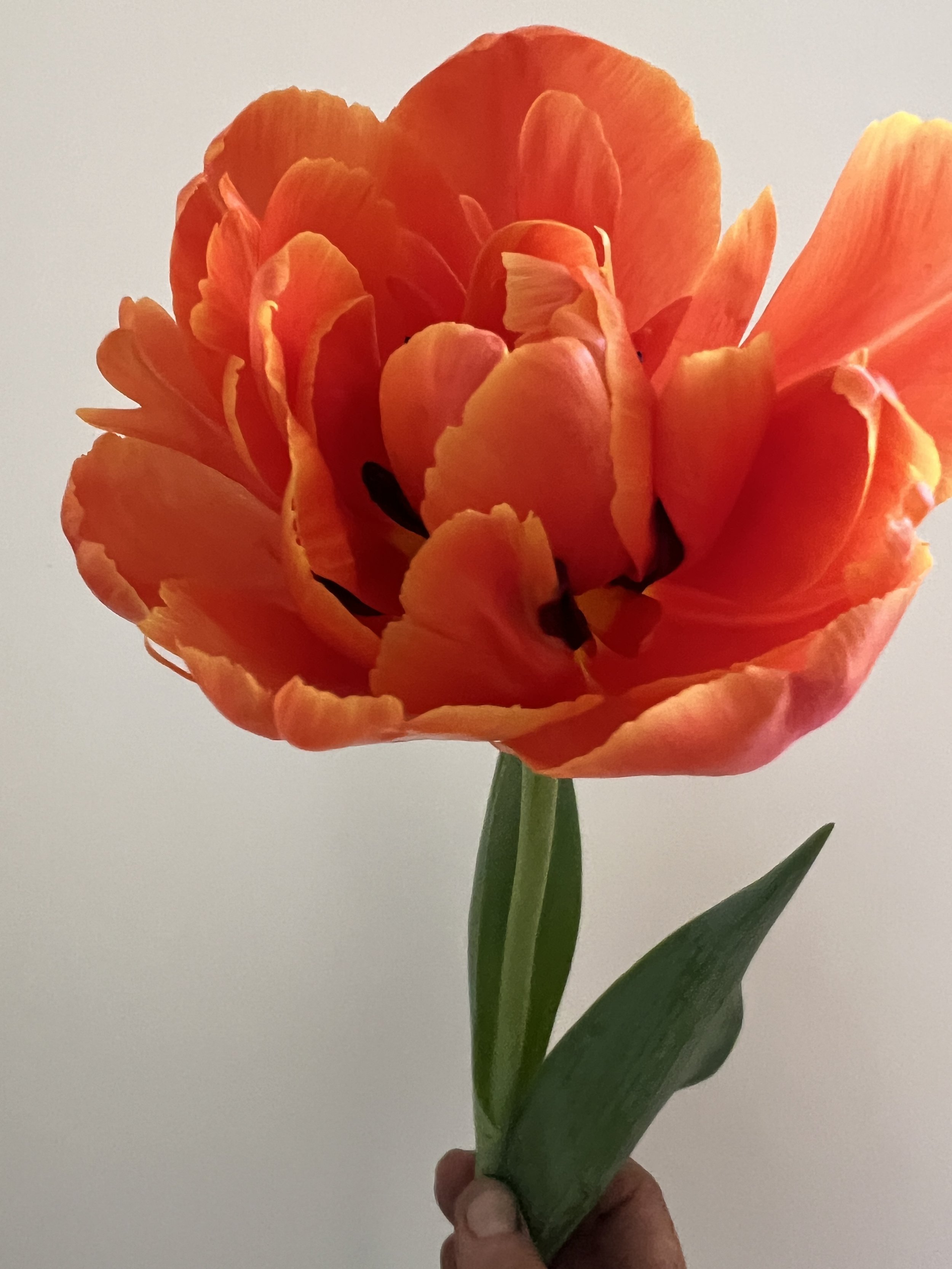 IMG_5984.jpeg