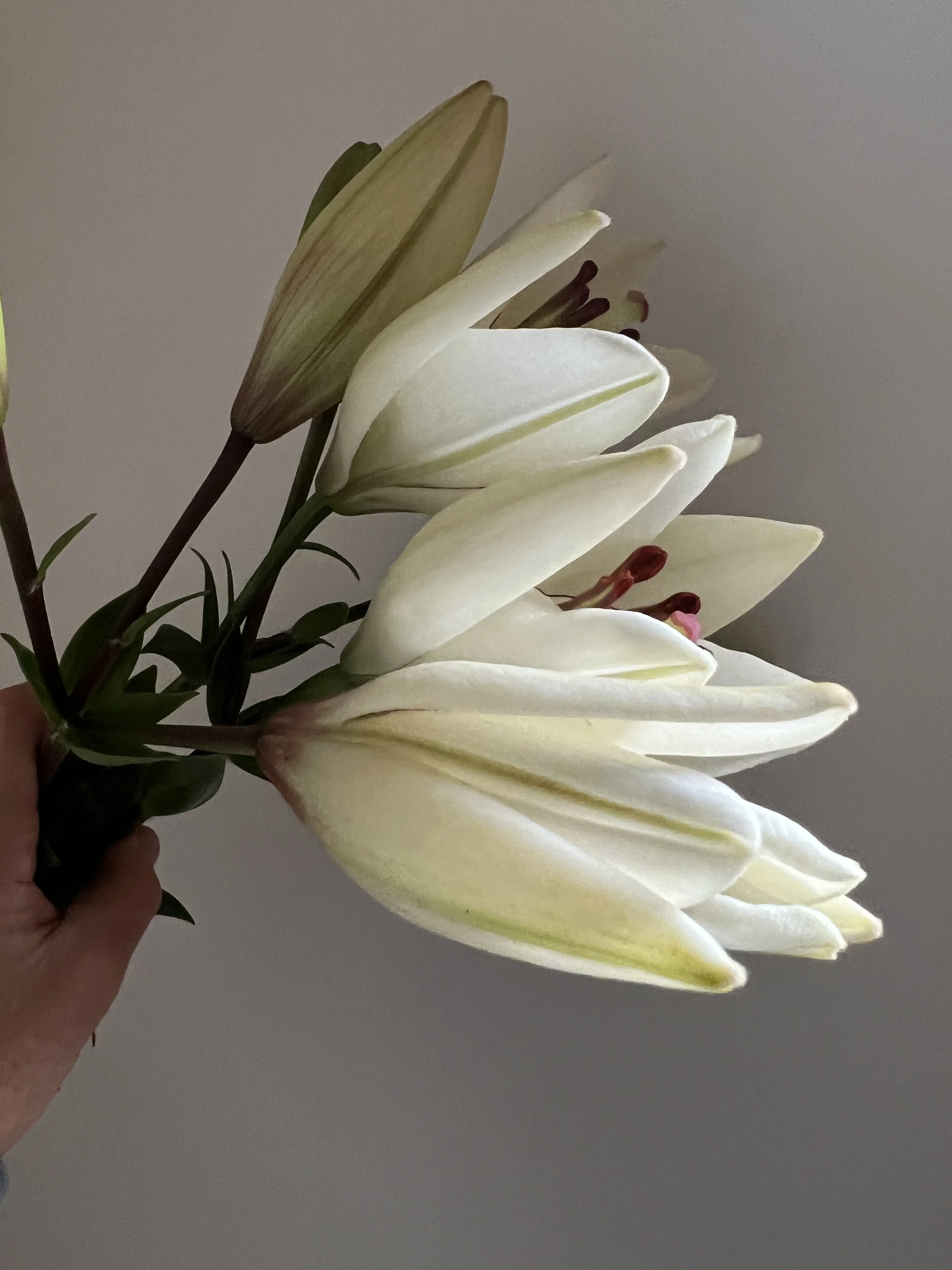 The Petite Lily, Graduation weekend special