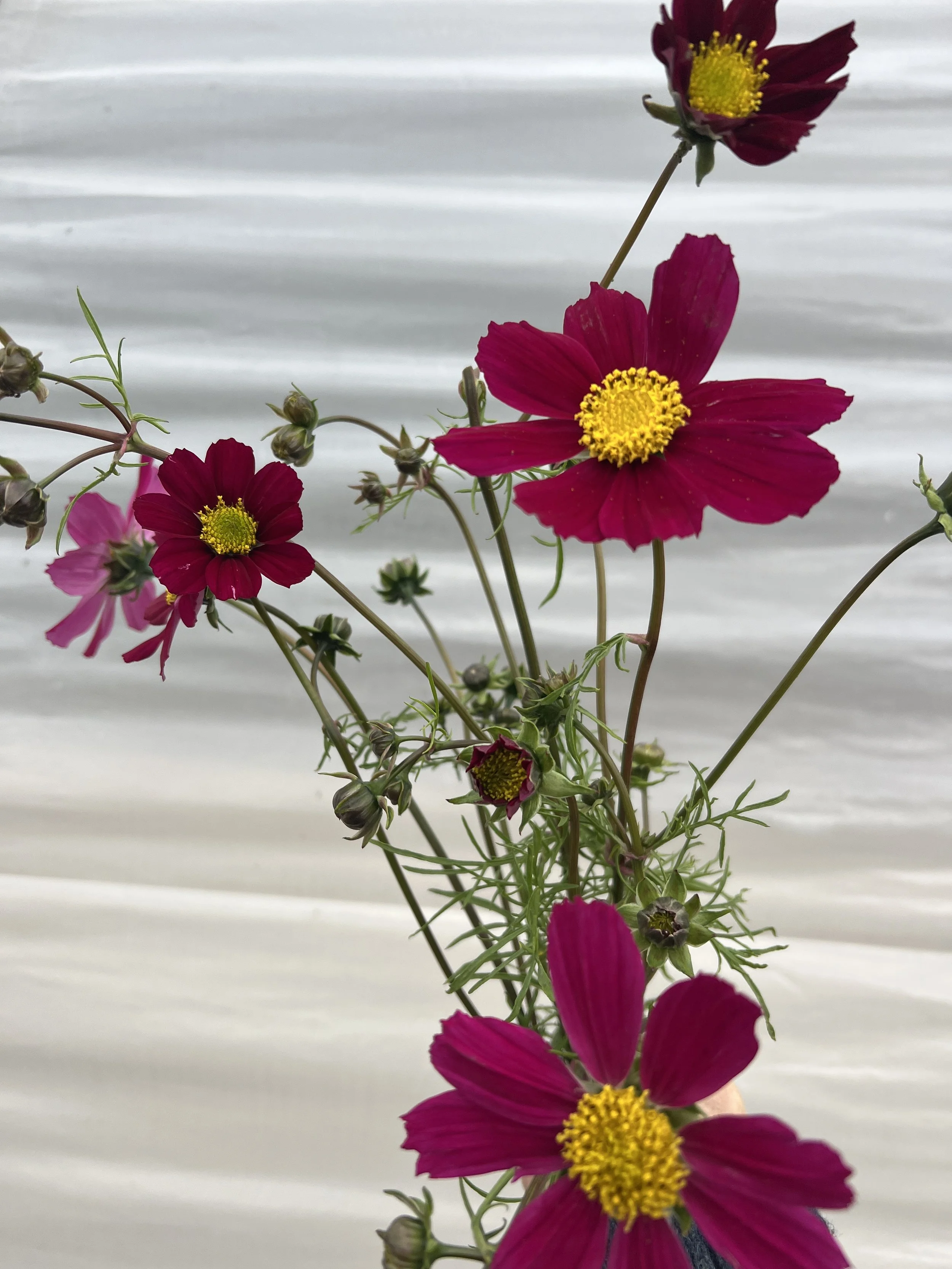 IMG_2085.jpeg