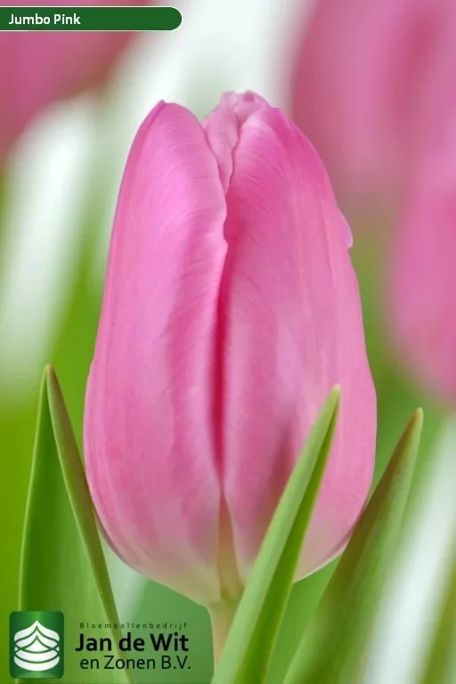 Jumbo_Pink_R.jpg.webp