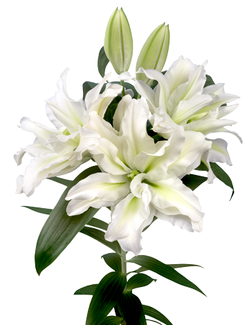 Roselily_Aisha_1-medium_360.png