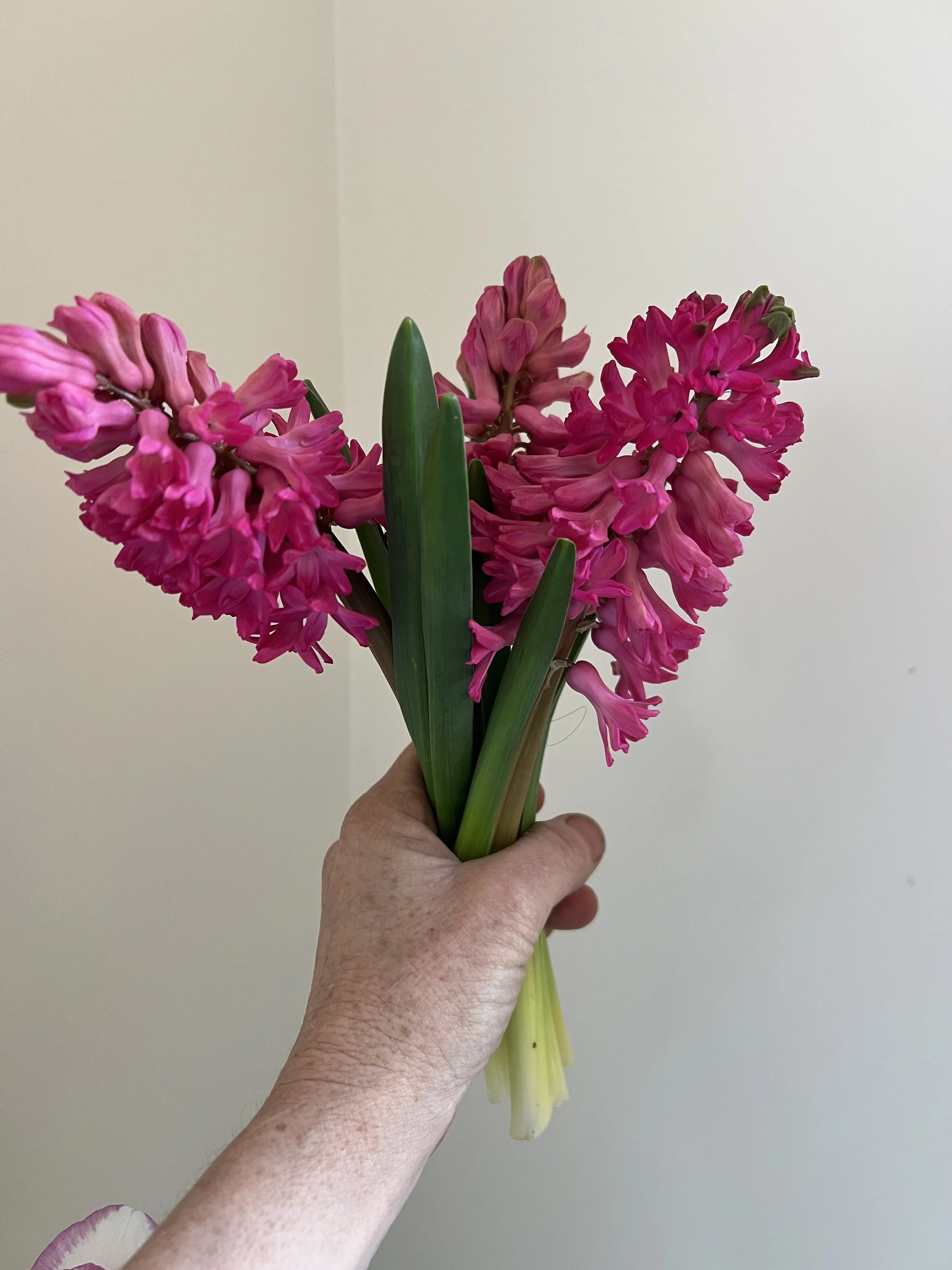 Hyacinth, Jan Bos 10 bulbs